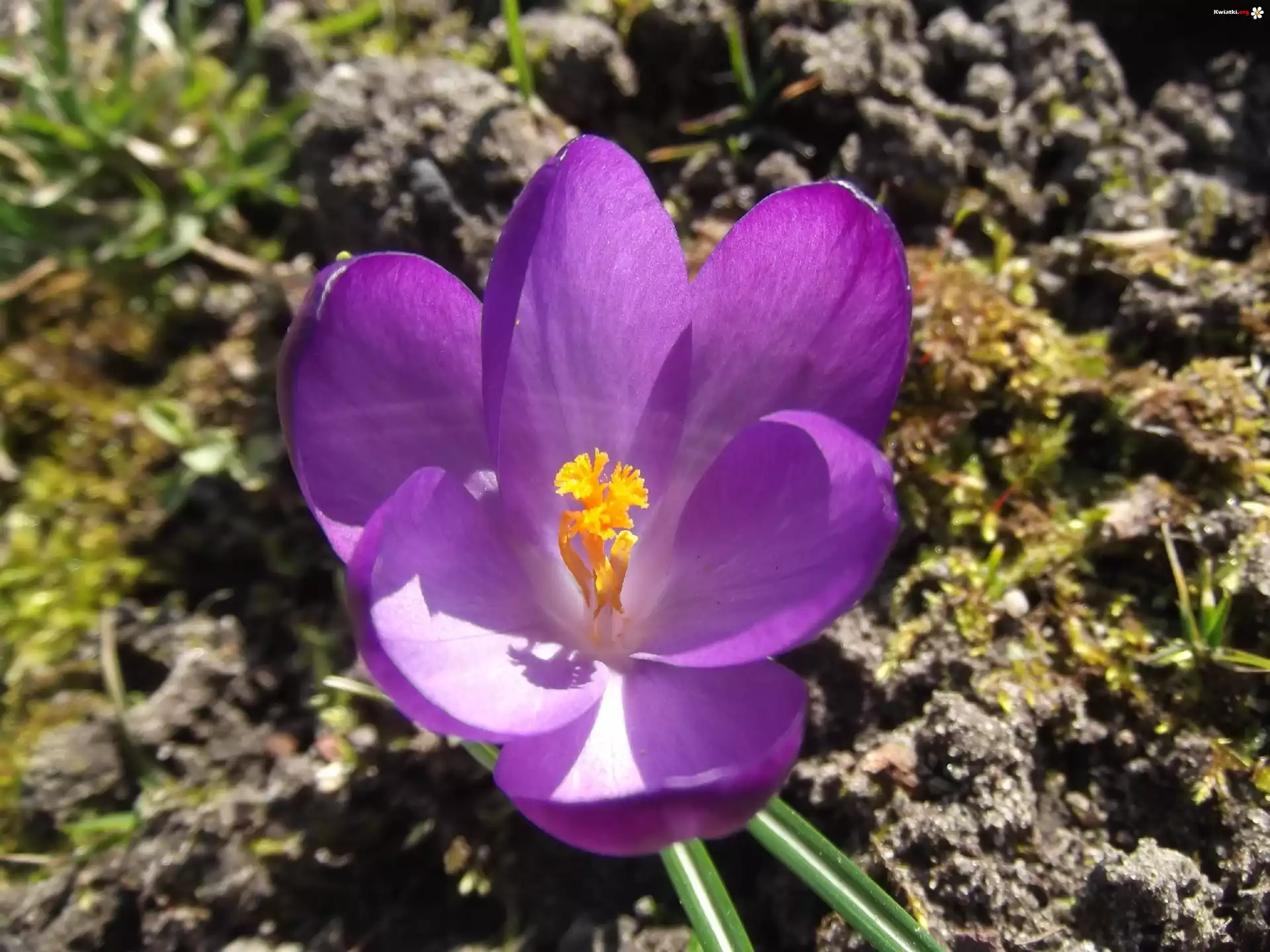 Krokus