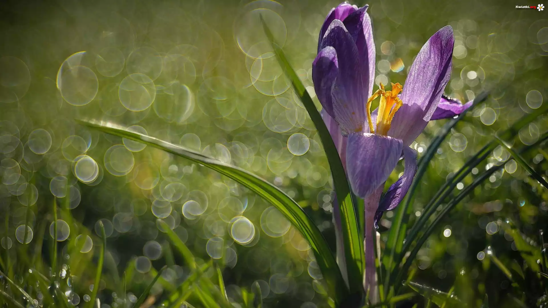 Krokus, Bokeh