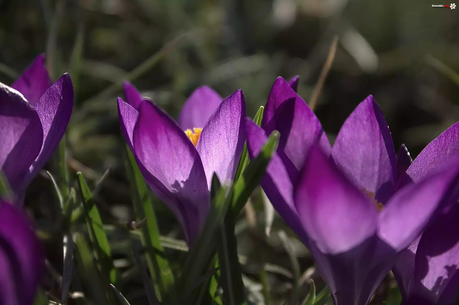 Krokus, Fioletowy