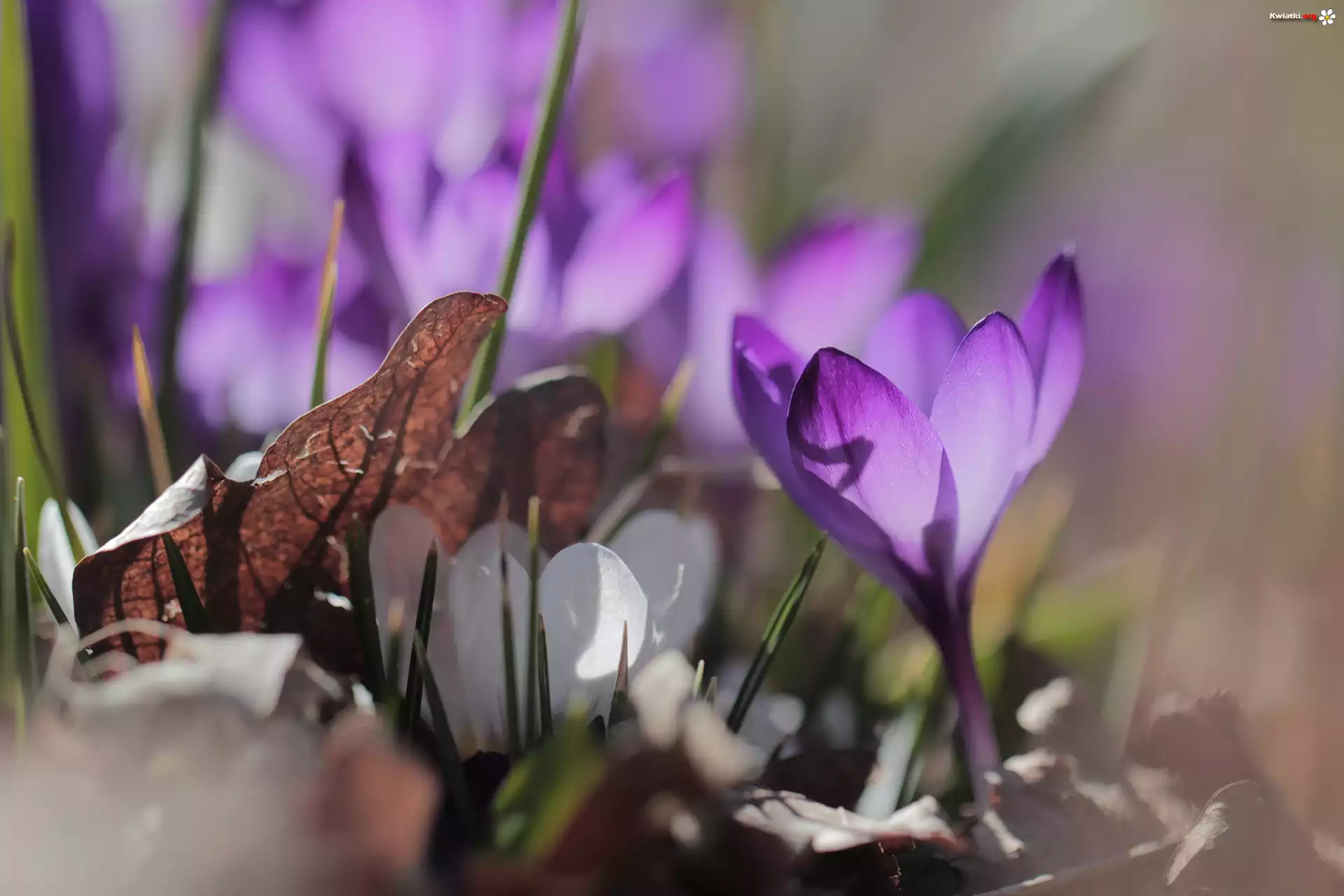 Fioletowy, Krokus, Liść