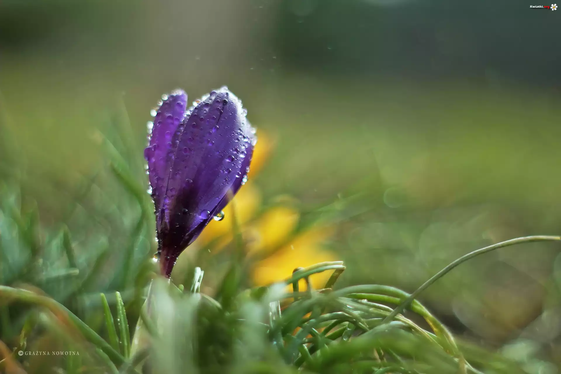 Krokus, Fioletowy, Kwiat, Krople