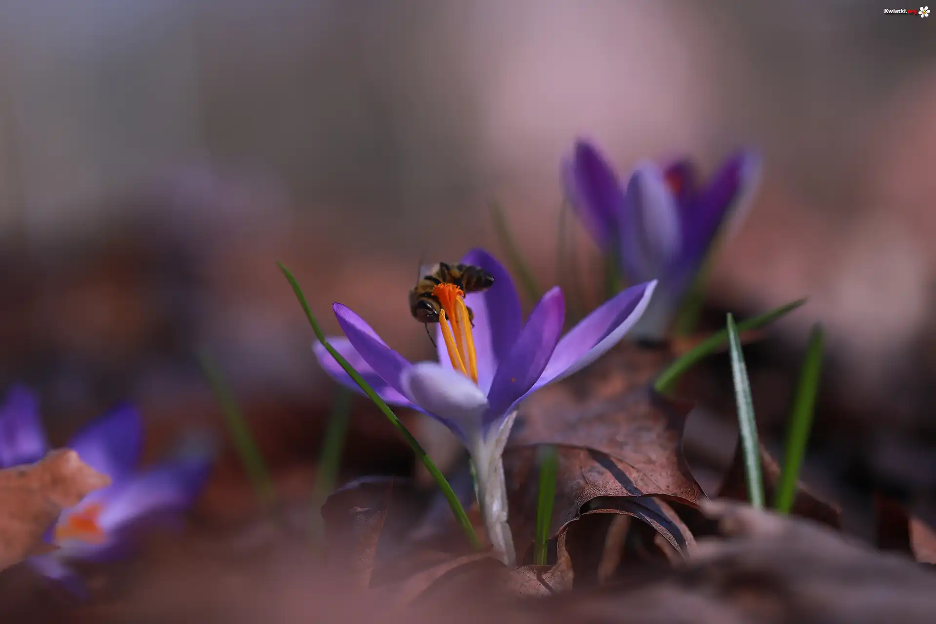 Krokus, Fioletowy, Kwiat, Pszczoła