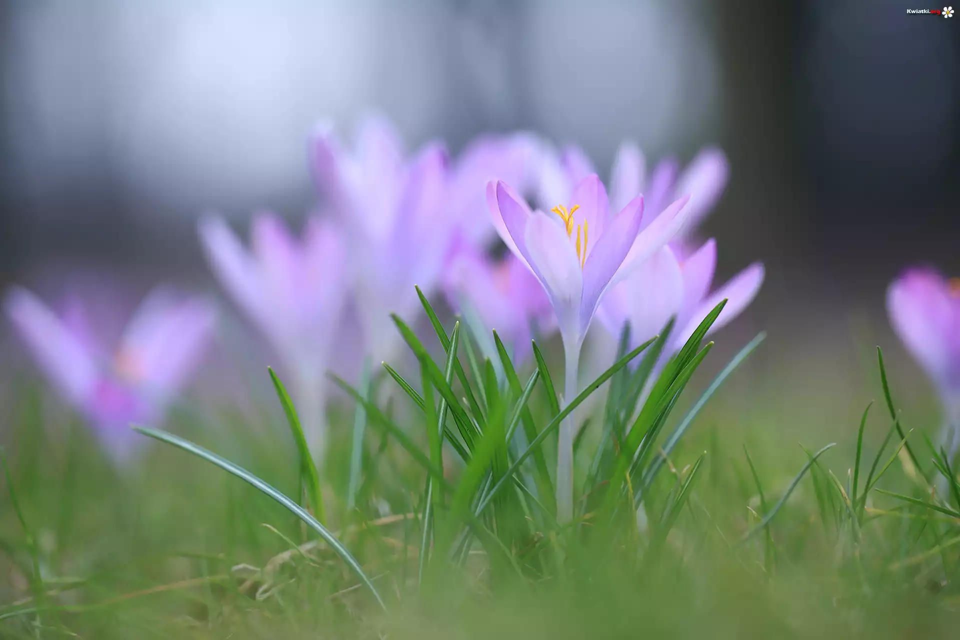 Krokus, Fioletowy, Kwiat, Zbliżenie