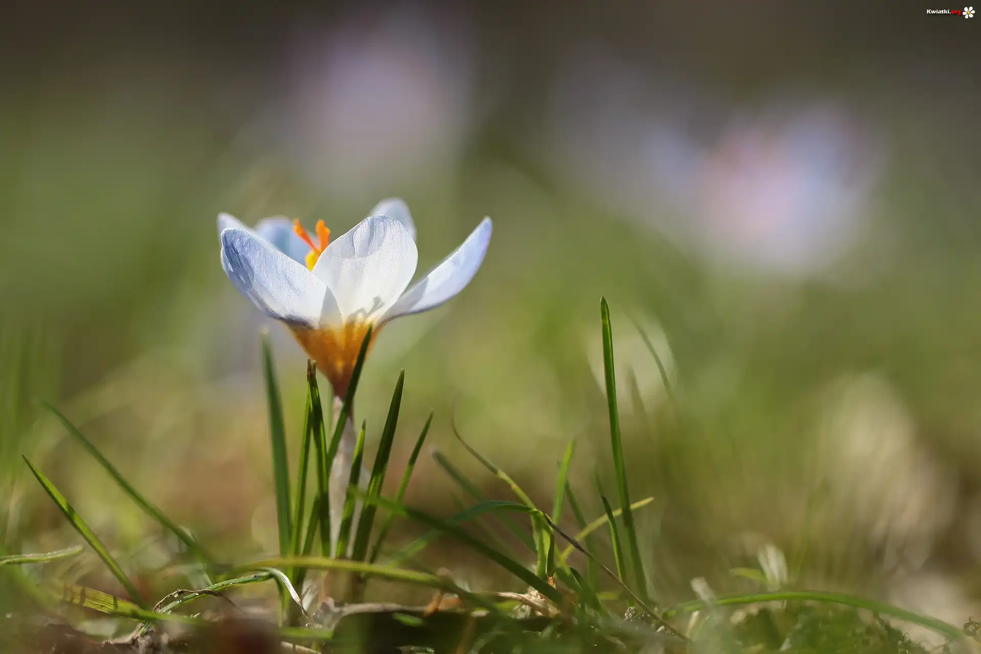 Krokus, Kwiat