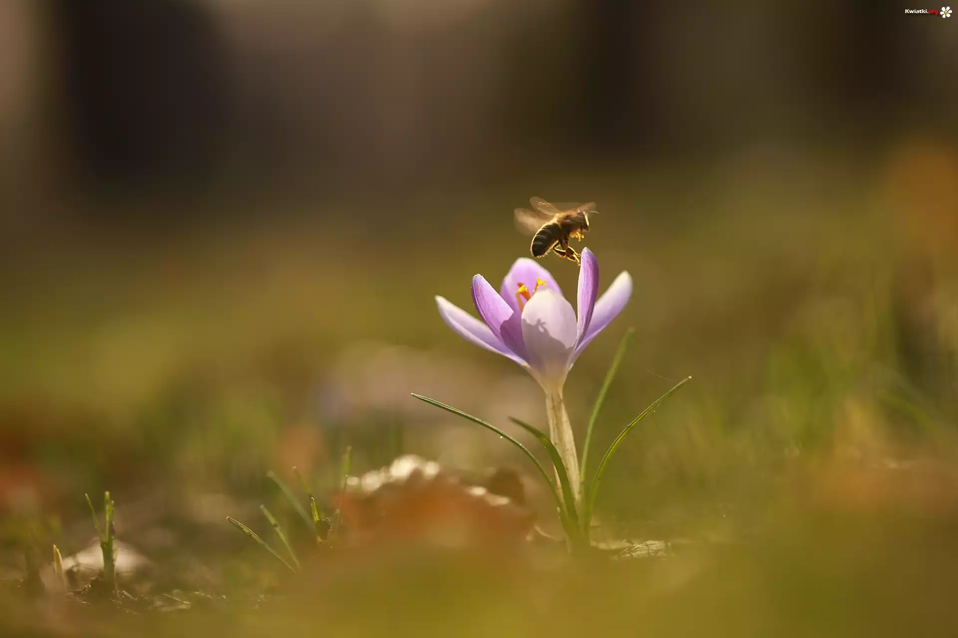 Liliowy, Krokus, Pszczoła