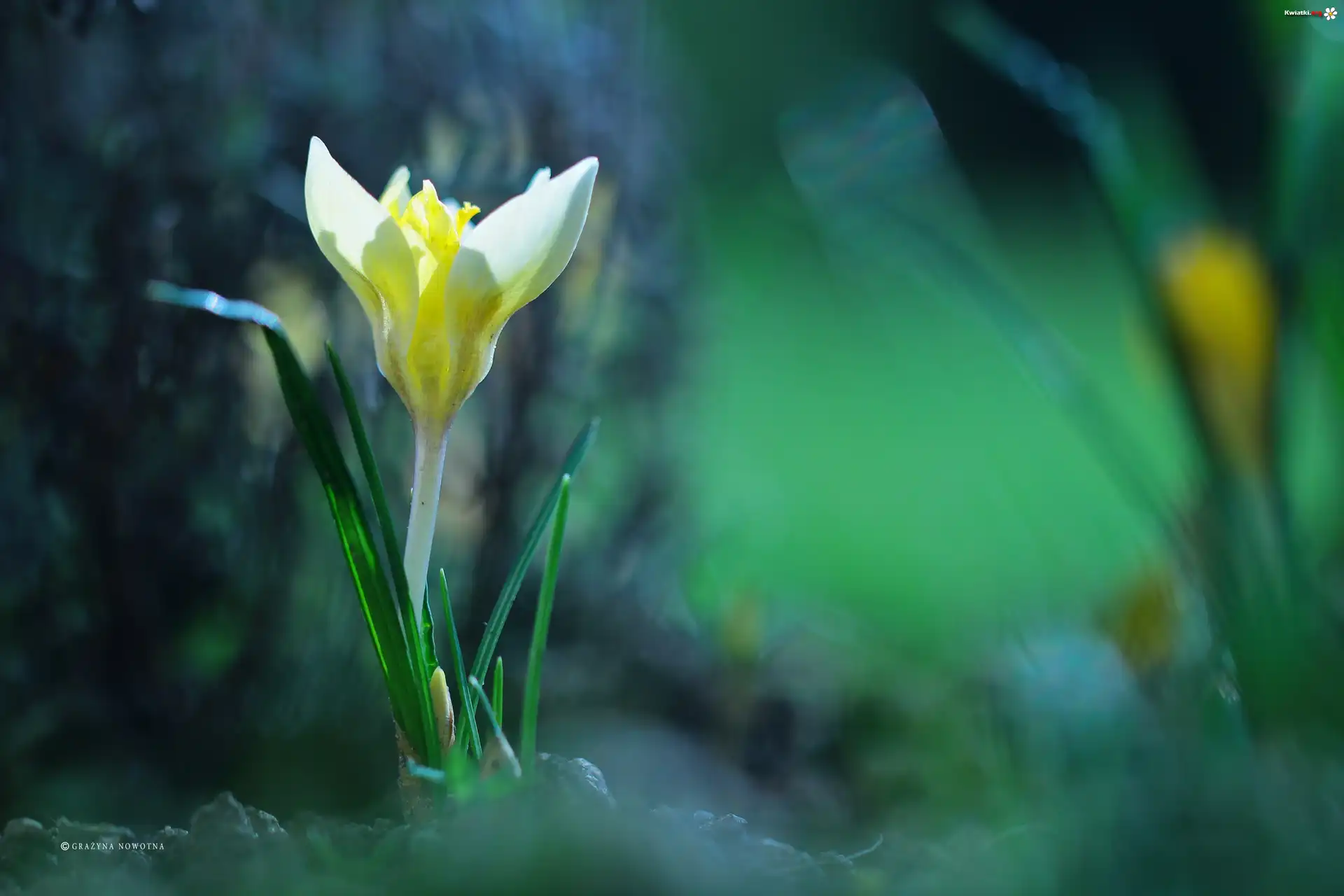 Żółty, Krokus, Kwiat