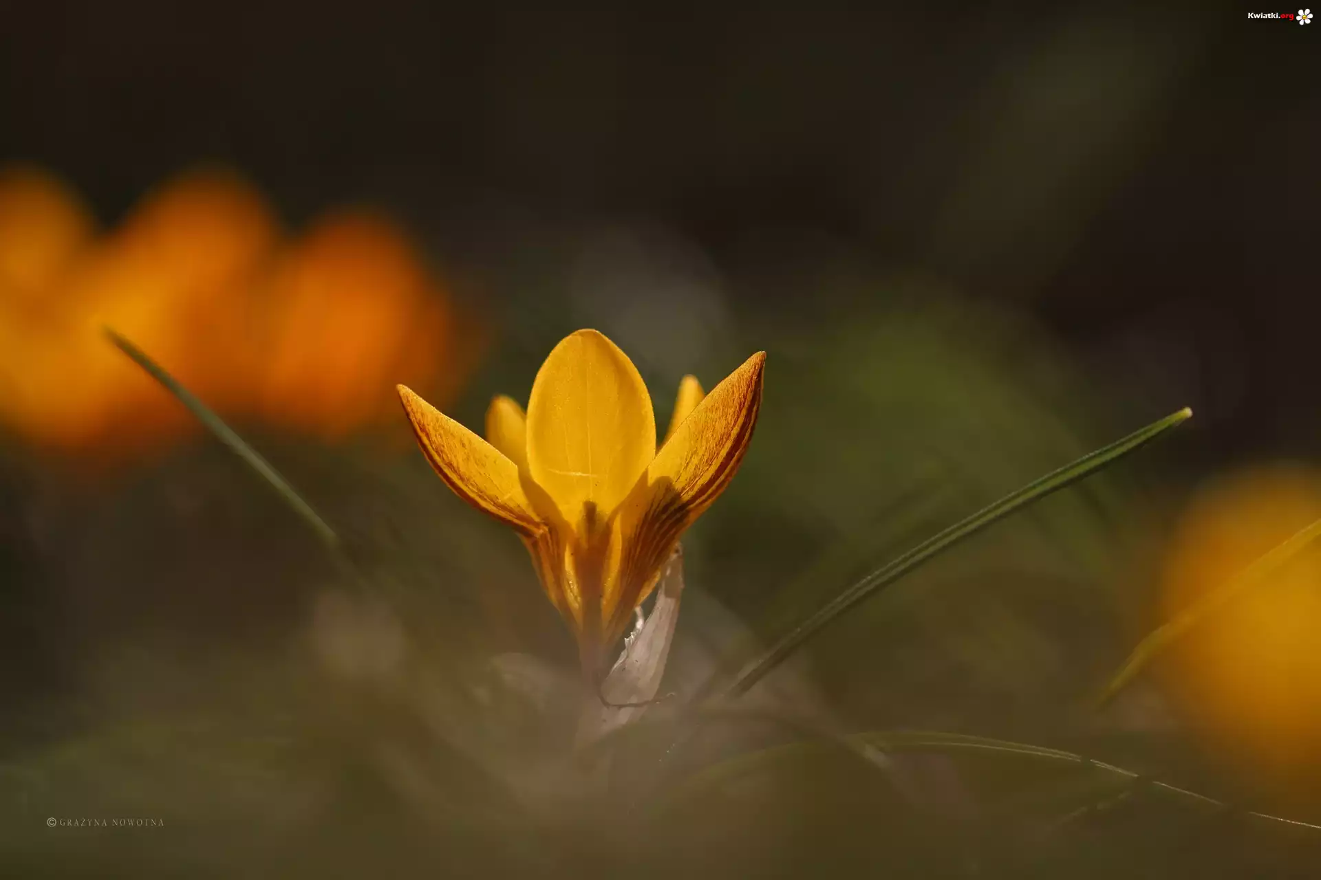 Żółty, Krokus, Kwiat