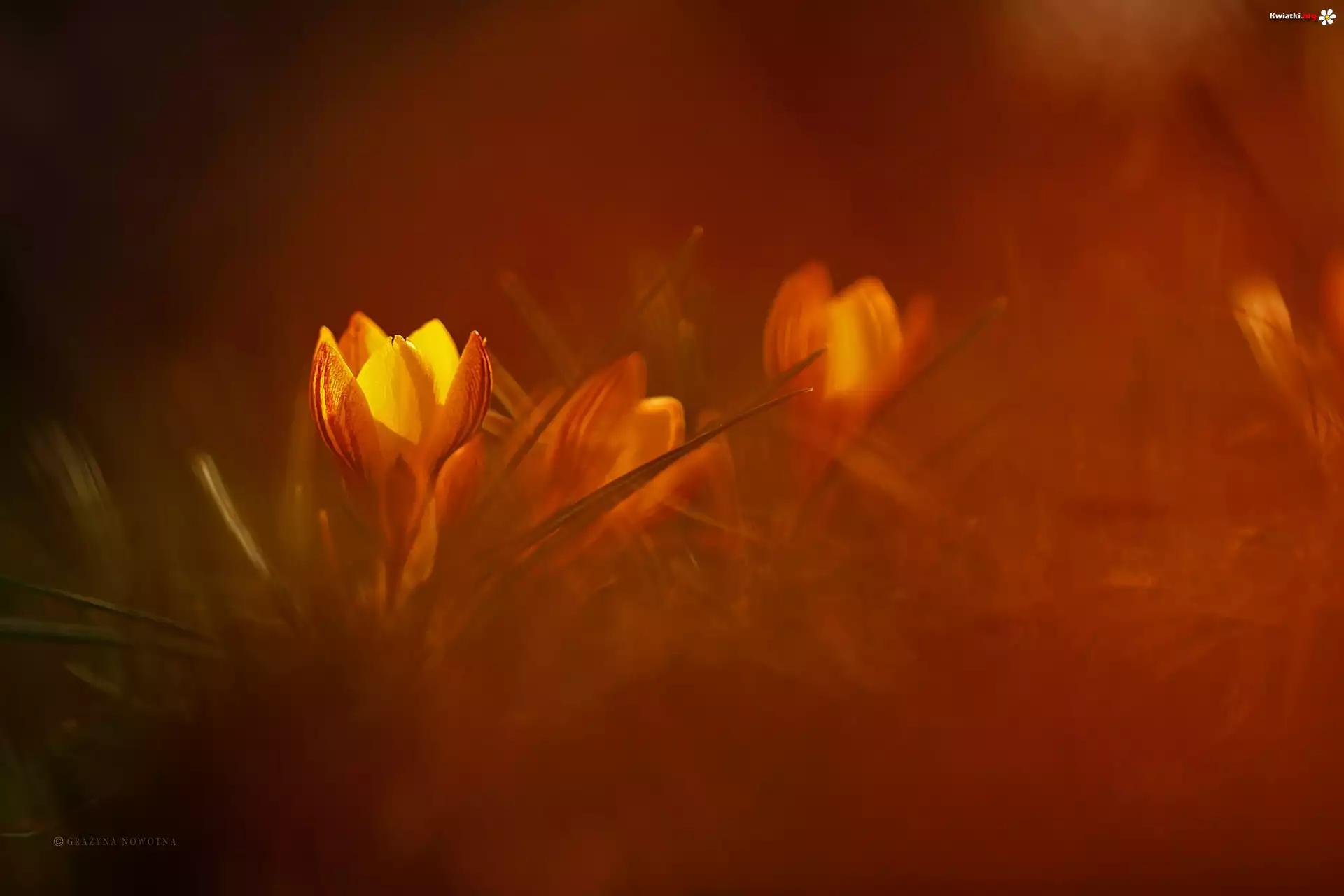 Żółty, Krokus, Kwiat
