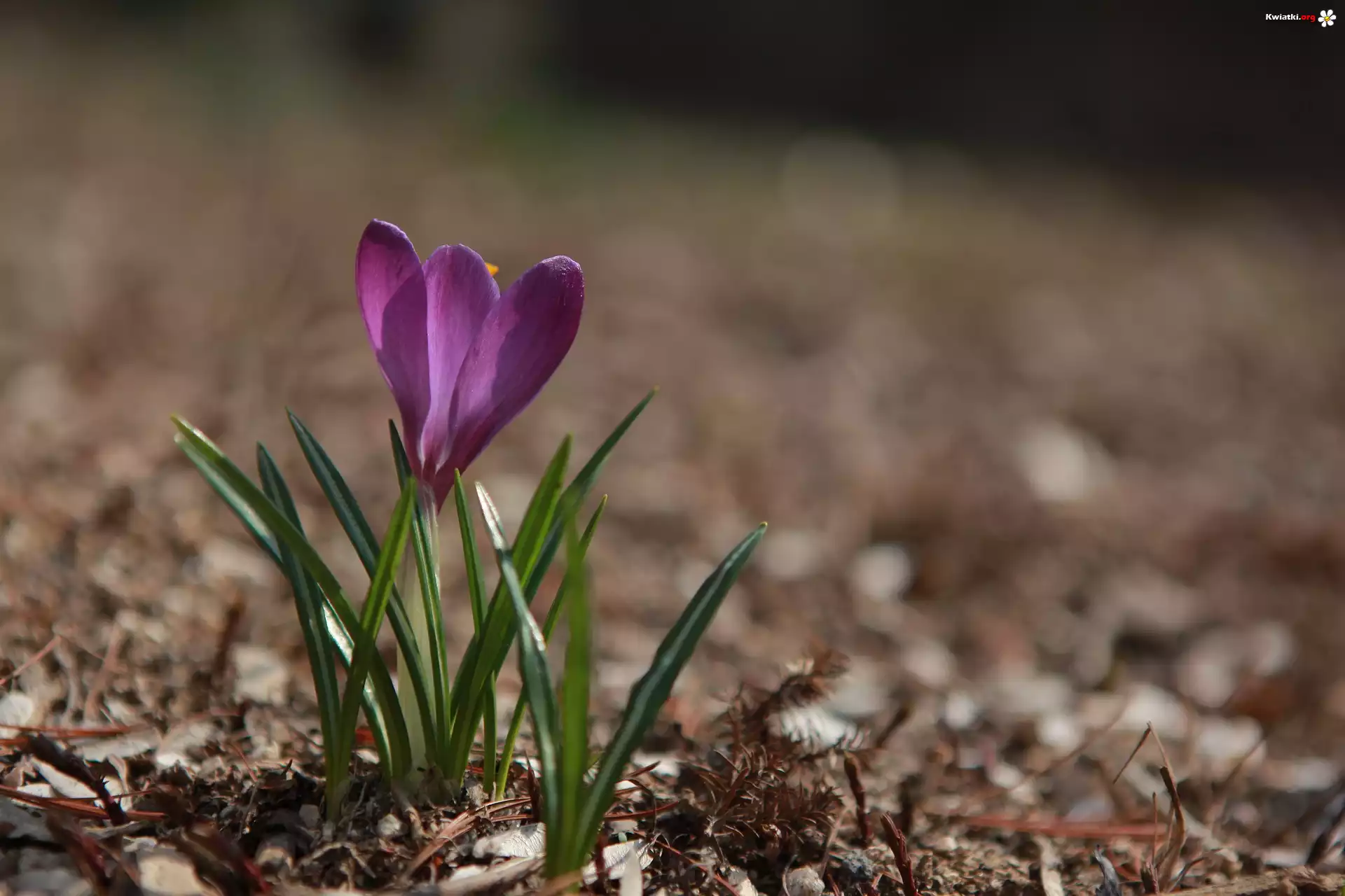 Krokus, Fioletowy, Rozmyte tło