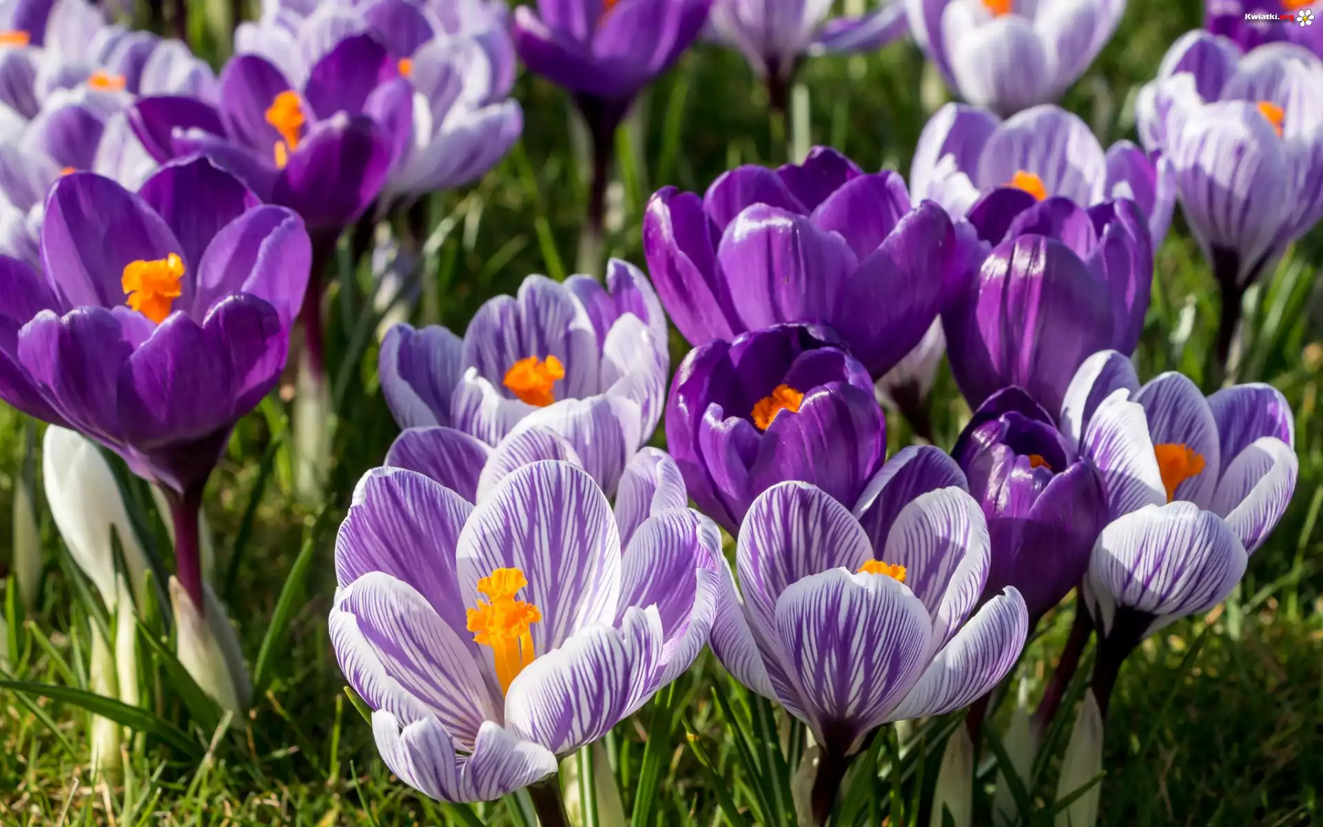 Krokusy, Liliowe, Fioletowe, Trawa