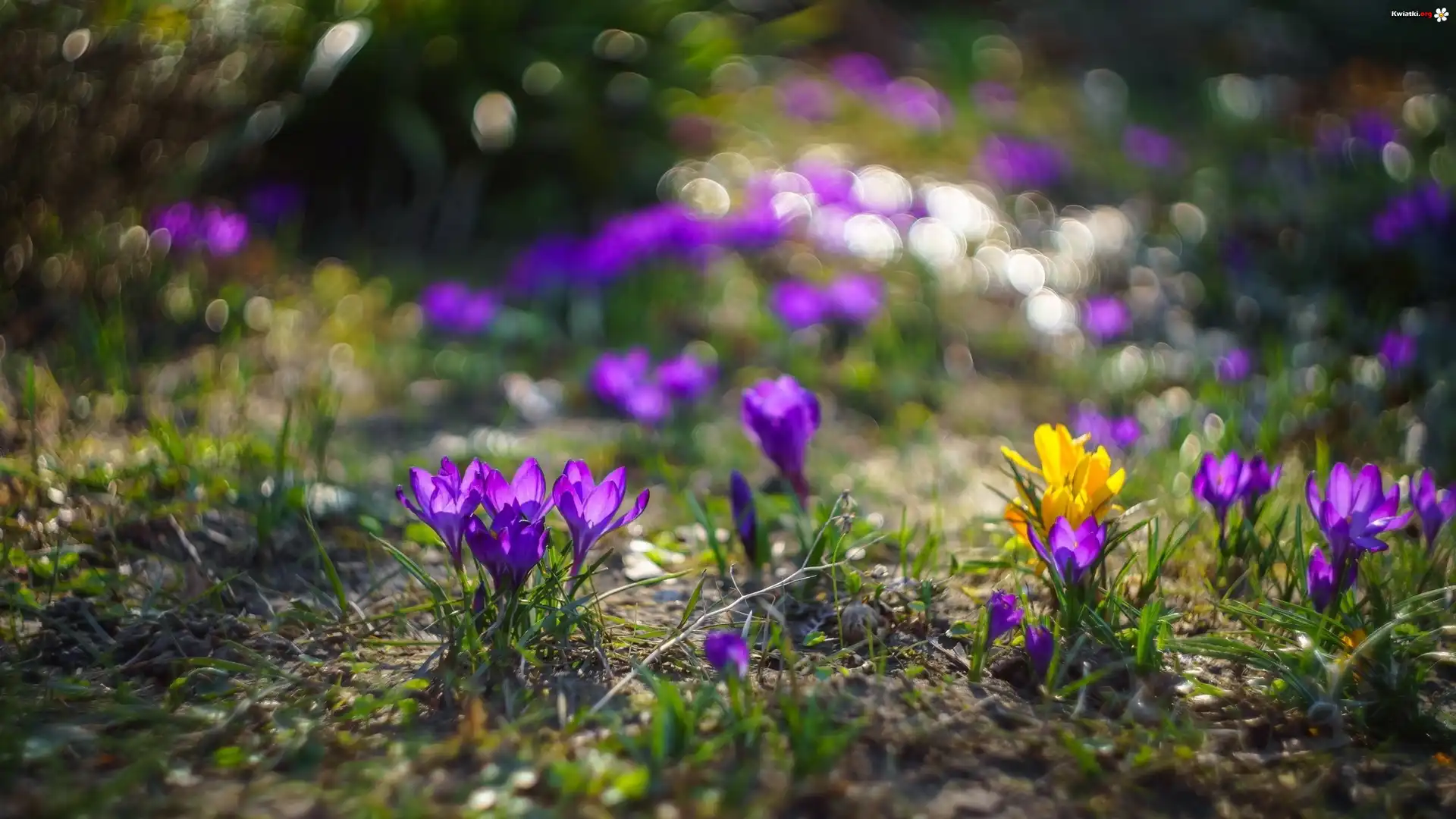 Kwiaty, Krokusy, Bokeh