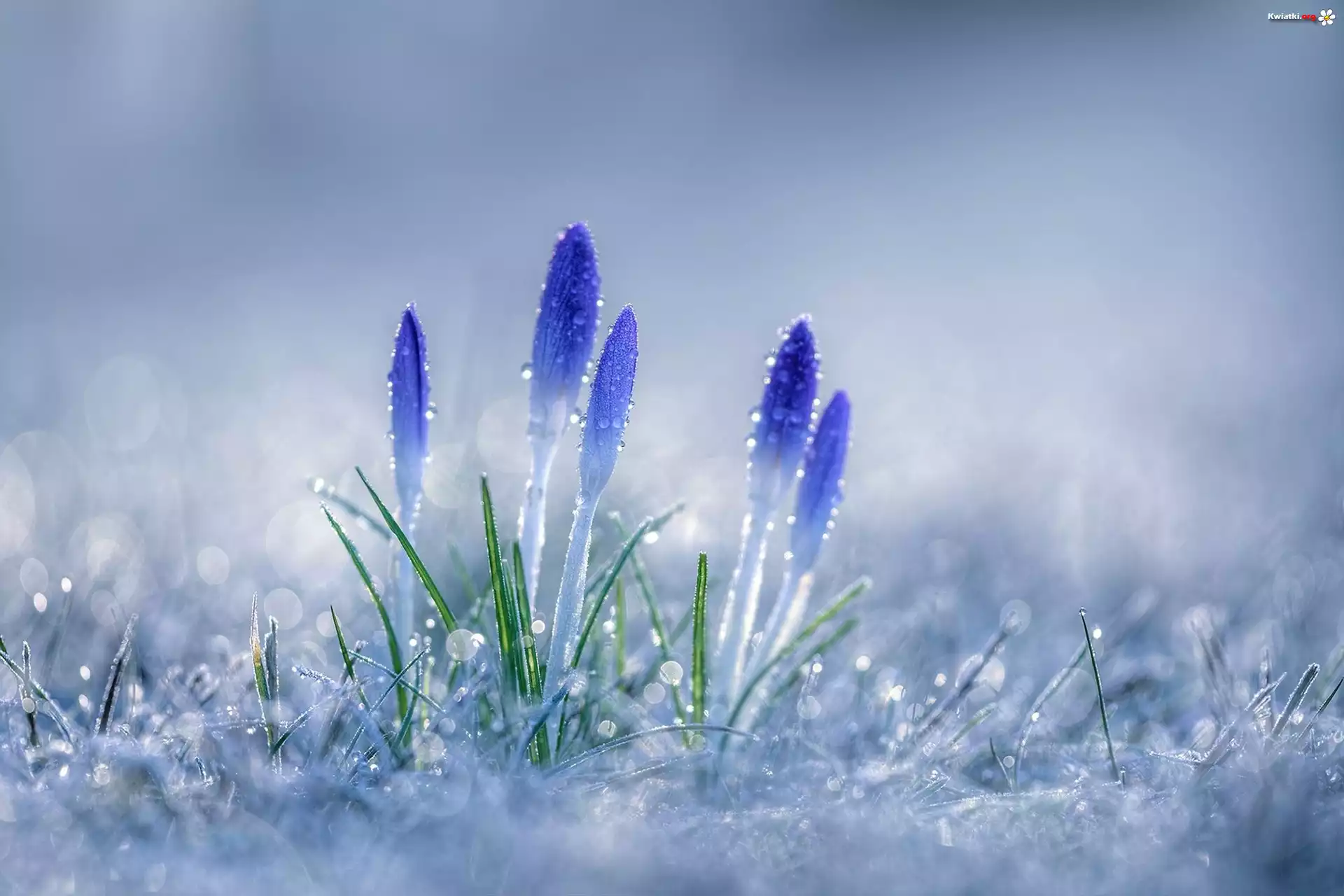 Krokusy, Krople, Rosy