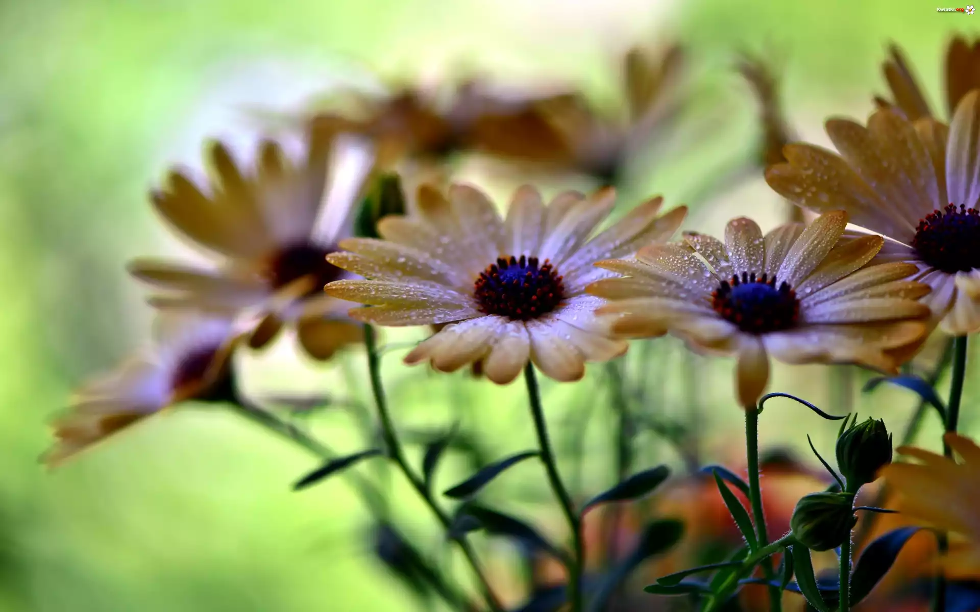 Kwiaty, Krople, Rosy