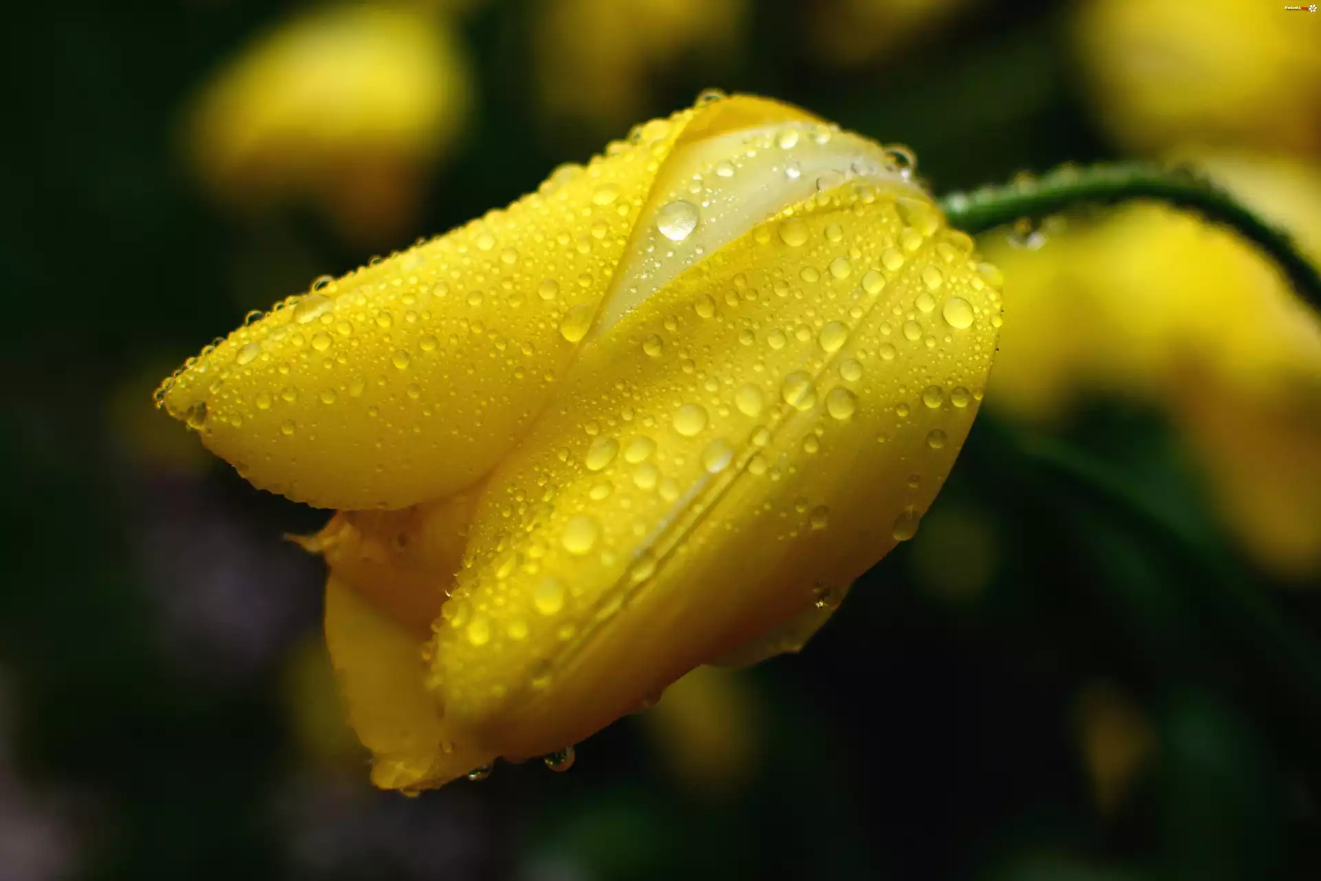 Żółty, Tulipan, Krople, Wody