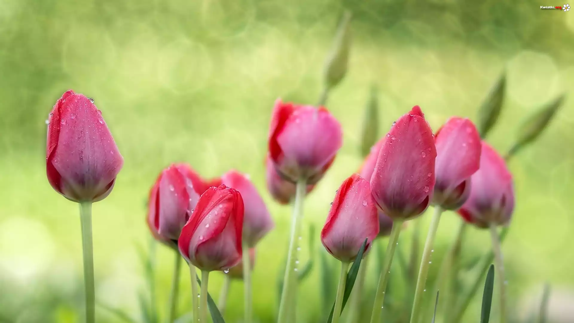 Tulipany, Krople, Deszcz