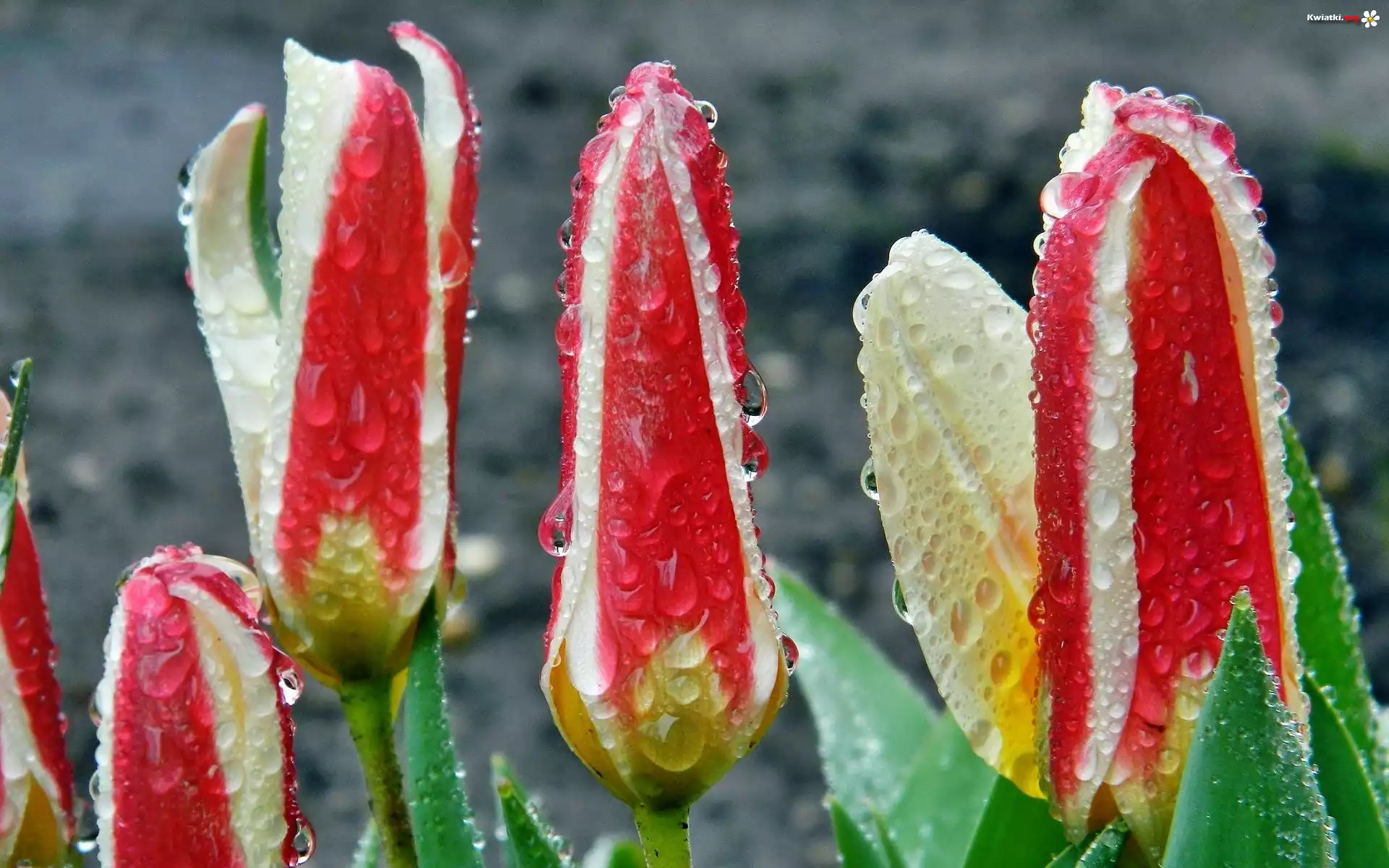 Tulipany, Krople, Deszczu