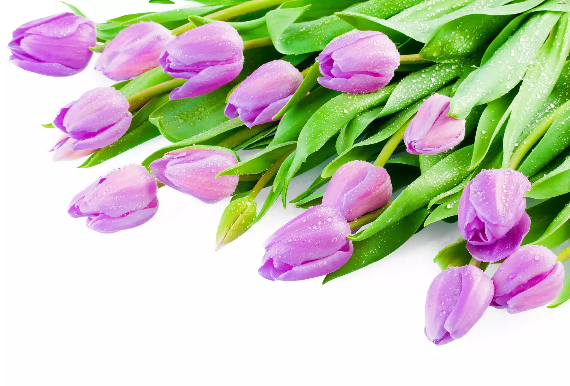 Tulipany, Krople, Wody