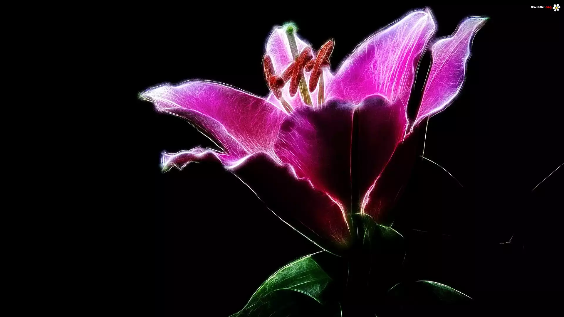 Kwiat, Lilia, Grafika, Fractalius, Ciemne, Tło