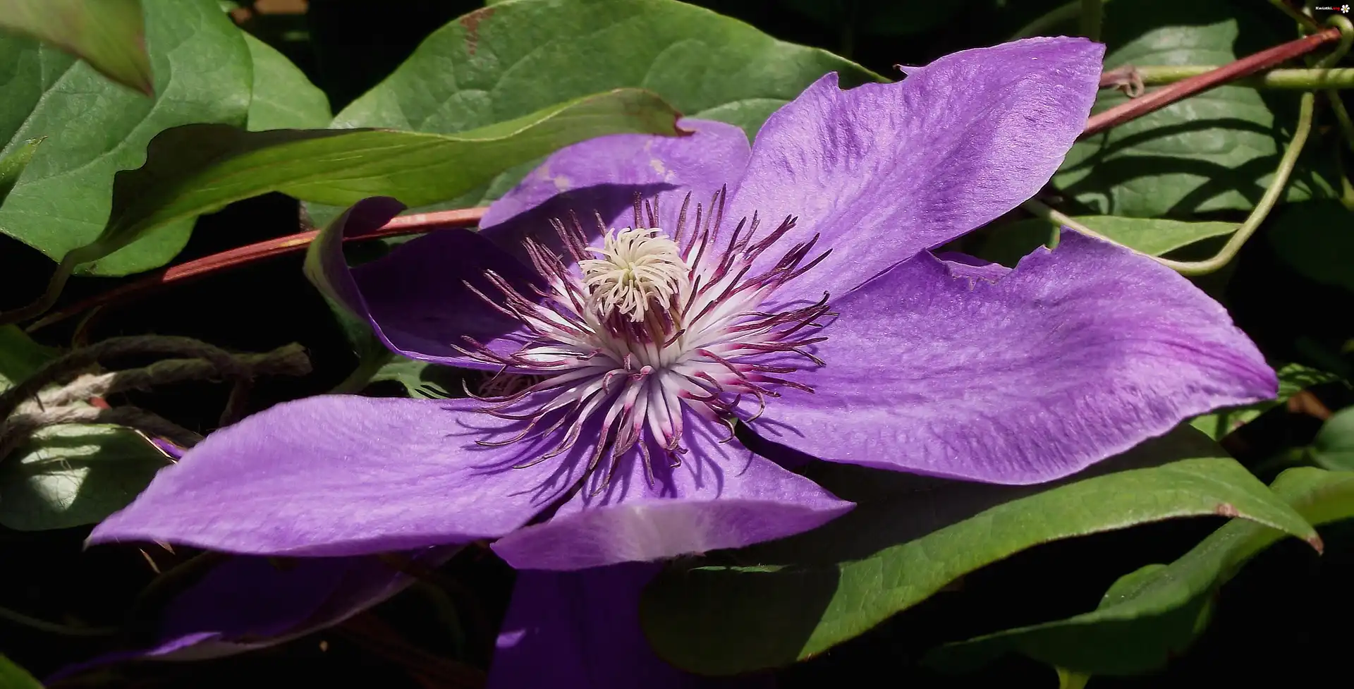 Kwiat, Clematis