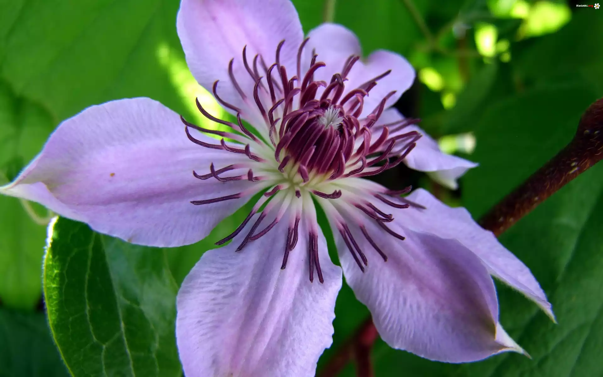 Kwiat, Clematis