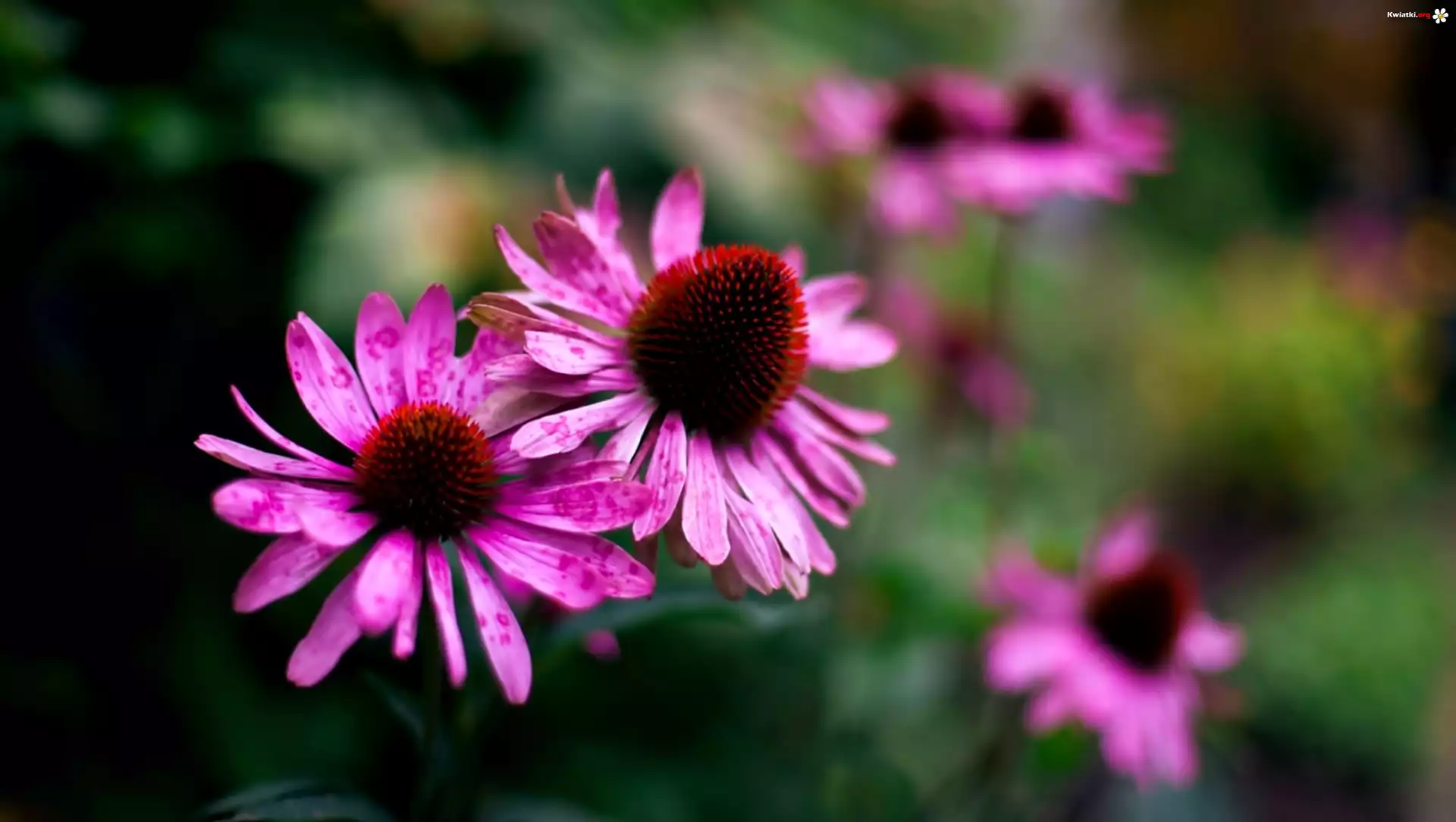 Kwiat, Echinacea