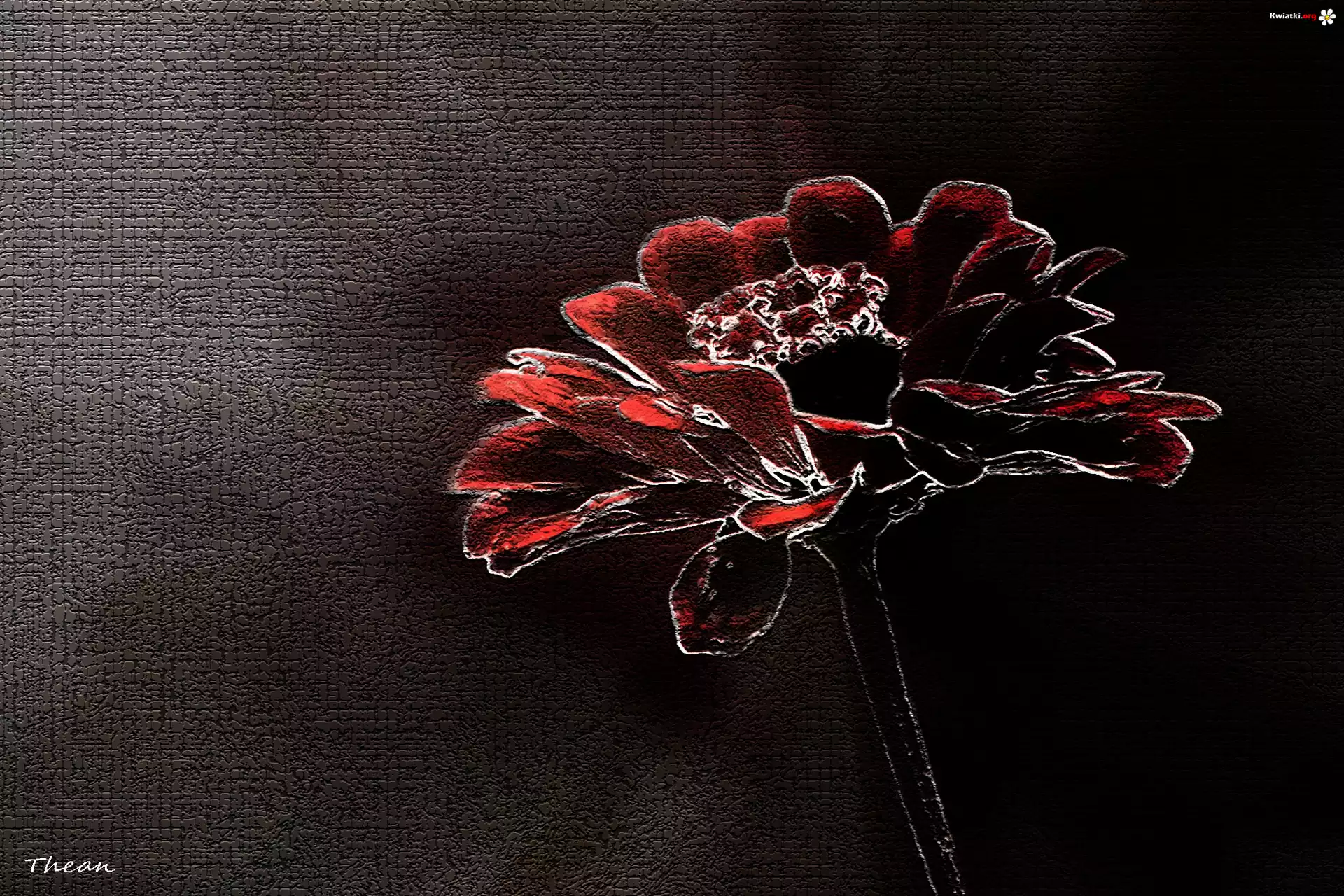 Kwiat, Grafika