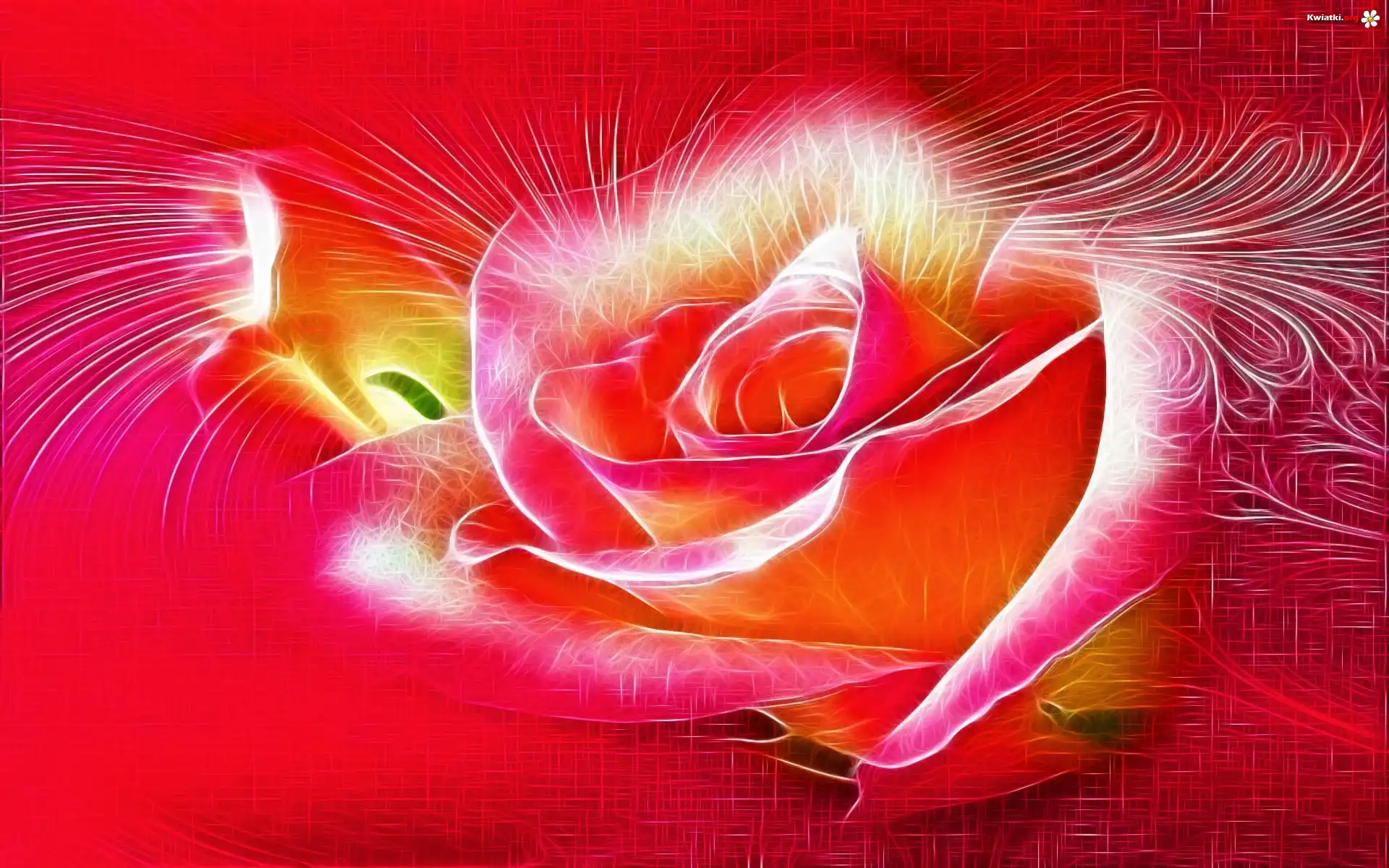 Kwiat, Róża, Grafika, Fractalius