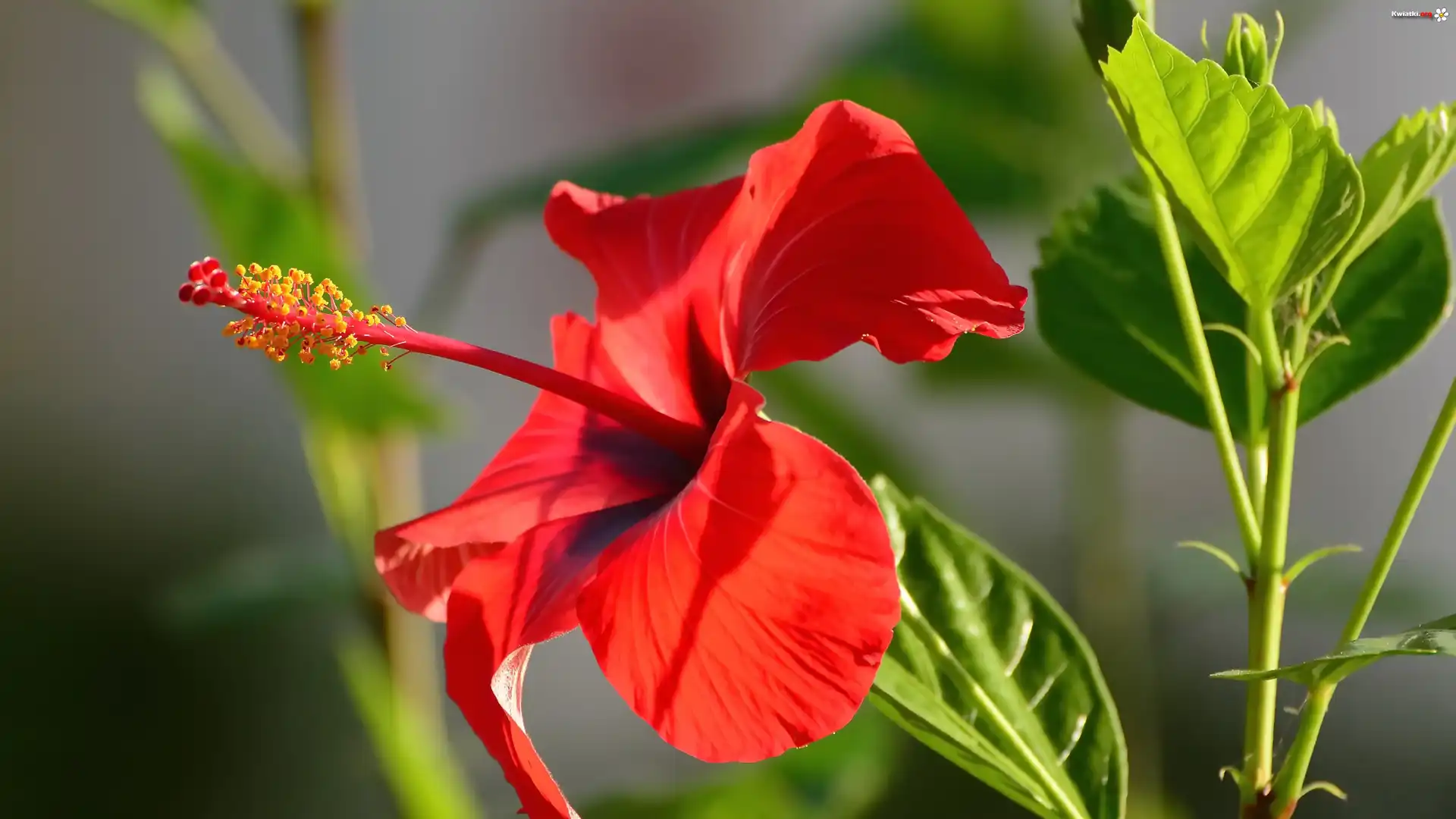 Kwiat, Czerwony, Hibiskus, Liście