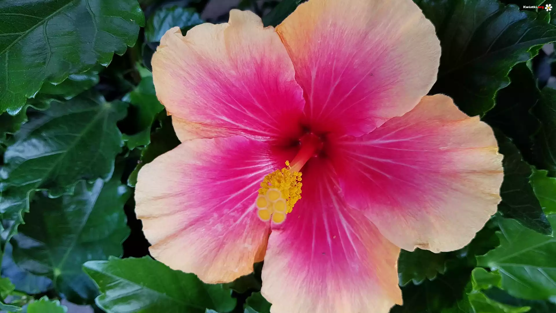 Kwiat, Różowy, Hibiskus, Liście