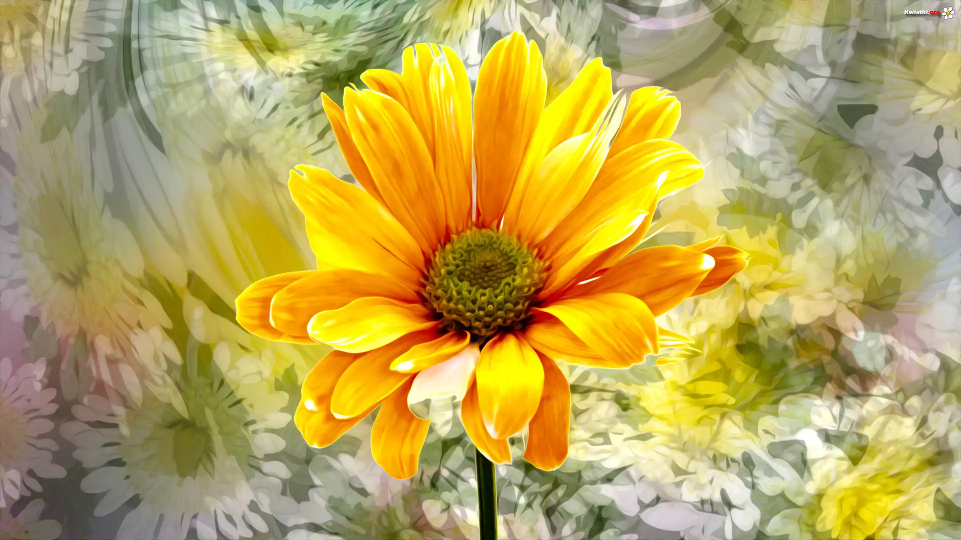 Kwiat, Rudbekia, Grafika, Kolorowe tło