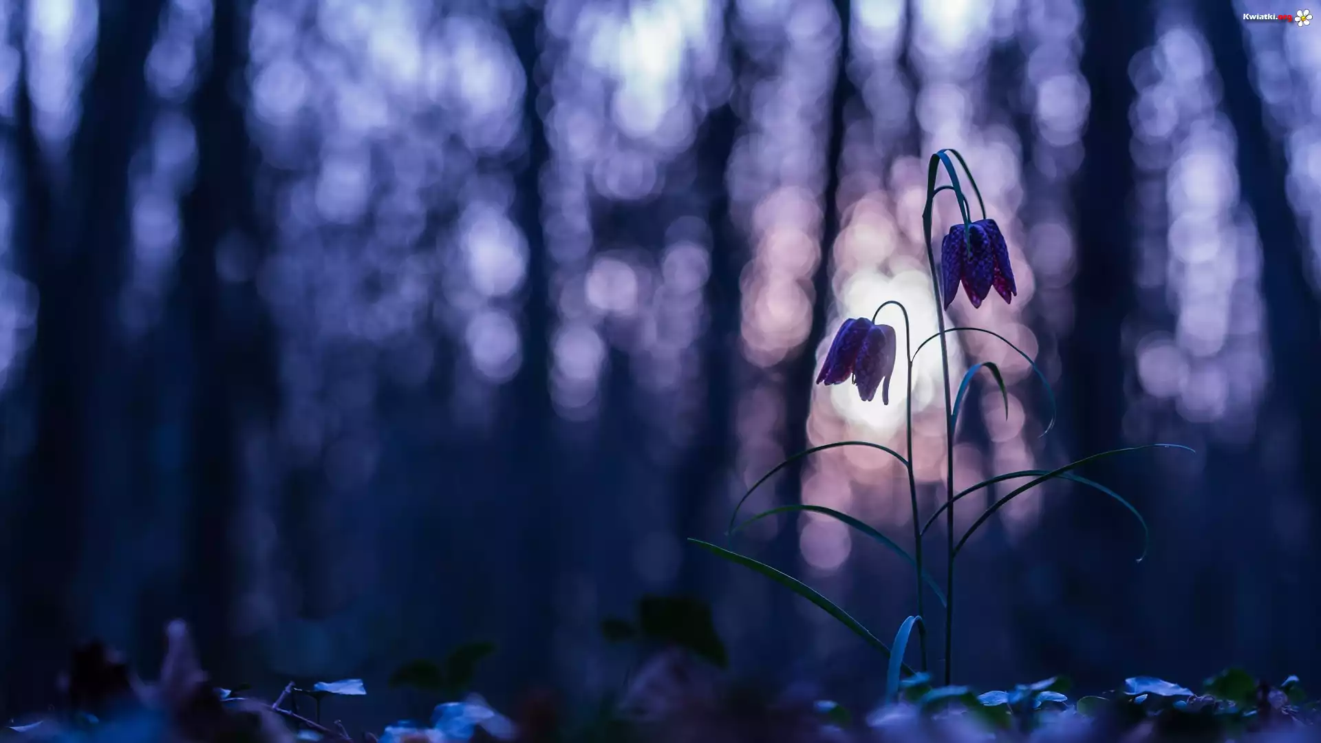 Kwiat, Szachownica kostkowata, Bokeh
