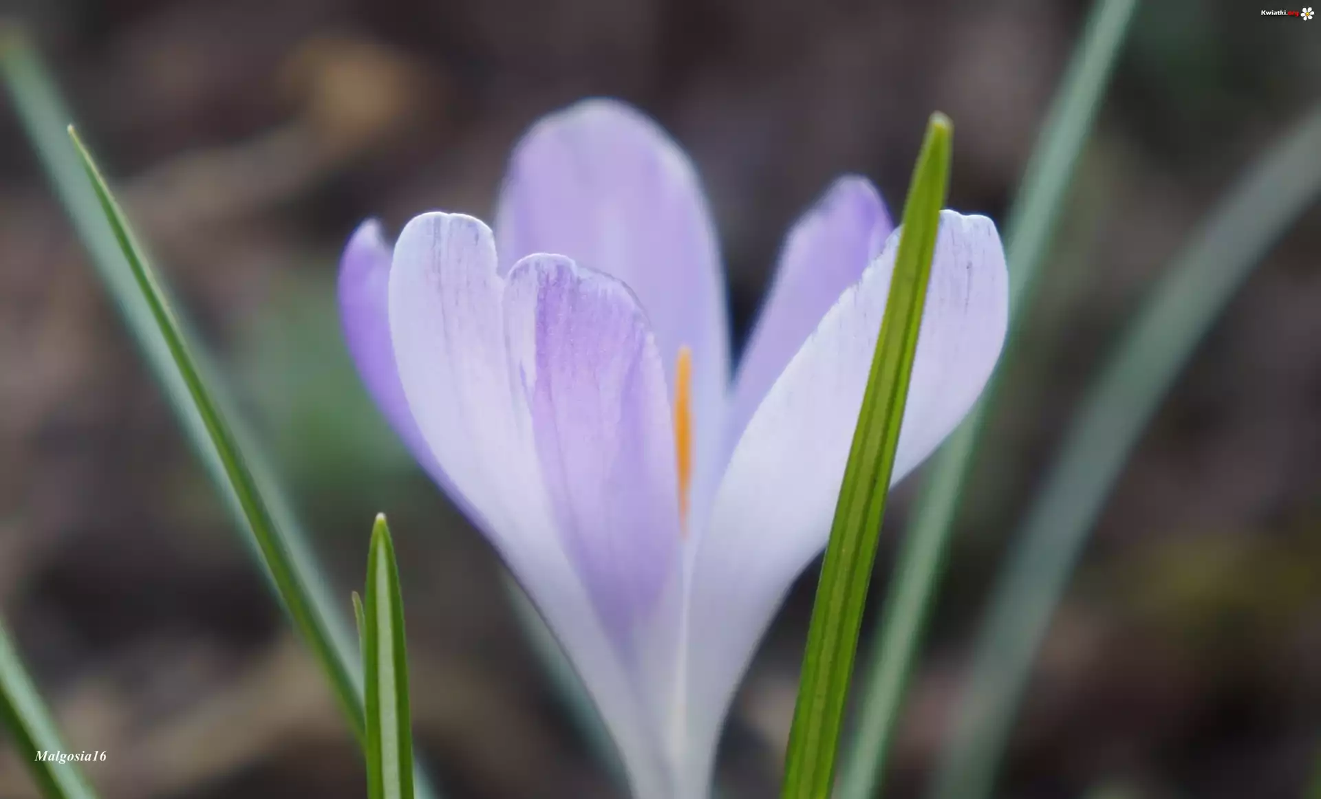 Kwiat, Krokus