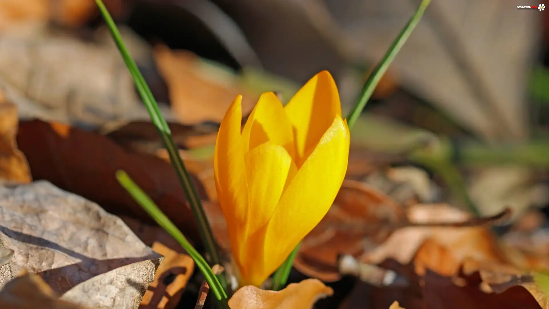 Kwiat, Żółty, Krokus, Liście