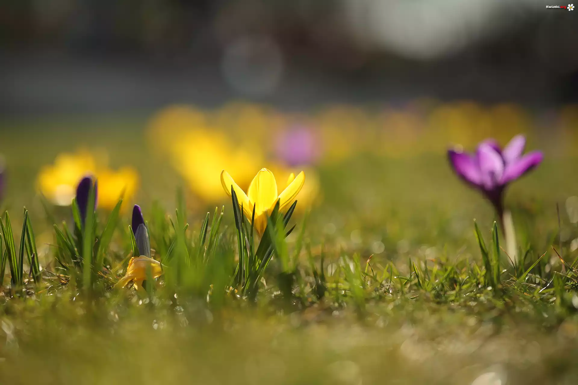 Żółty, Krokus, Kwiat, Pąk