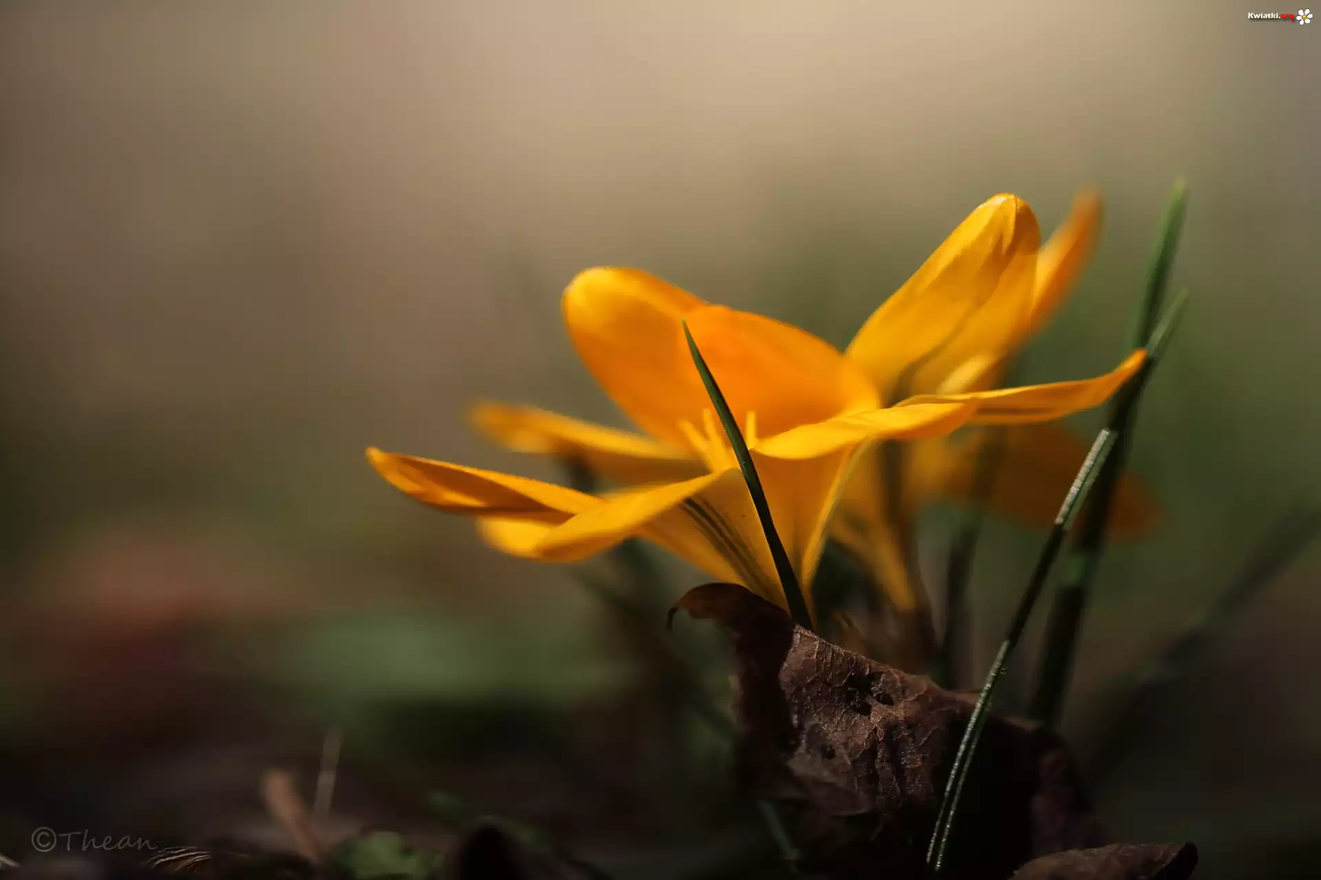 Żółty, Krokus, Kwiat, Wiosna
