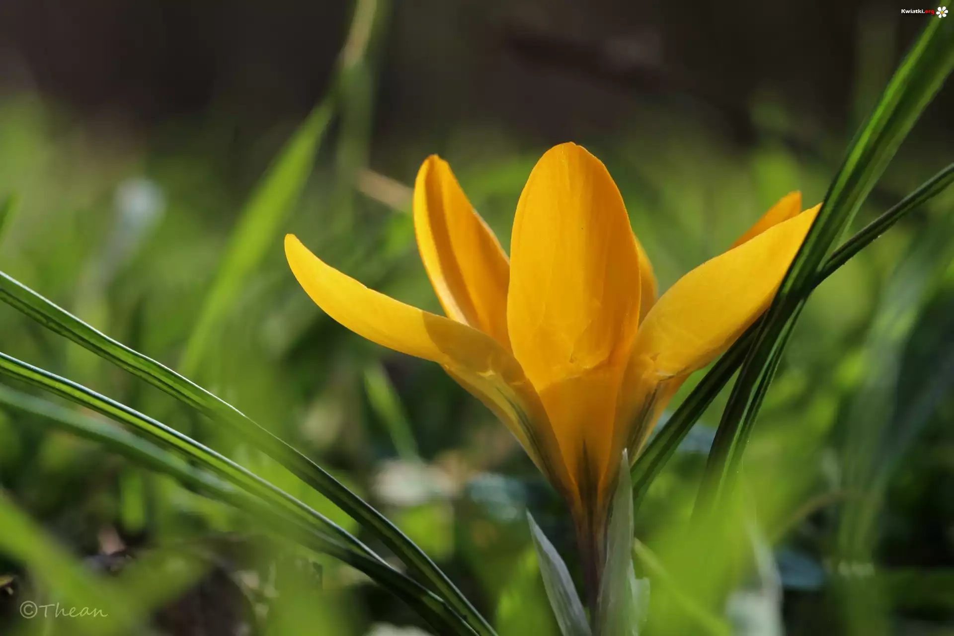 Żółty, Krokus, Kwiat, Wiosna