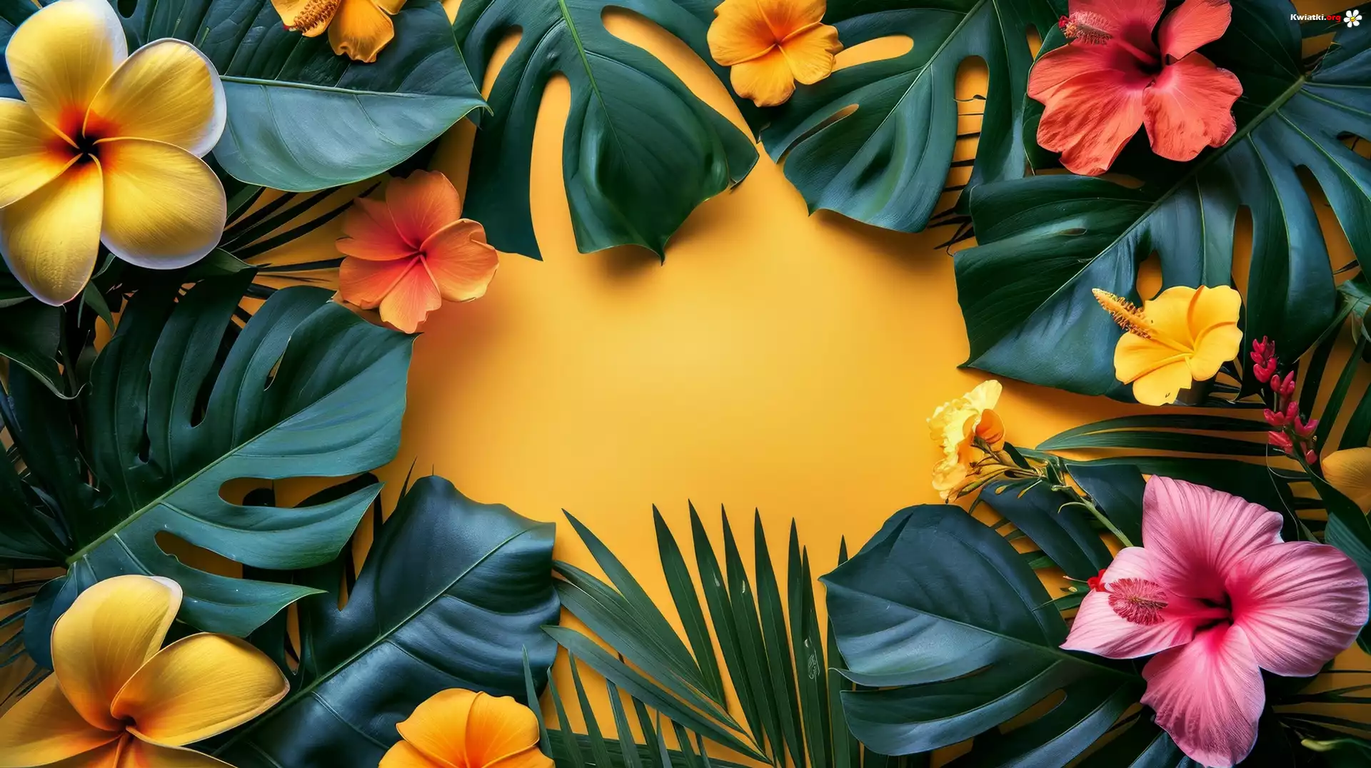 Plumeria, Hibiskus, Kwiaty, Monstera, Liście, Żółte tło, Kwiat