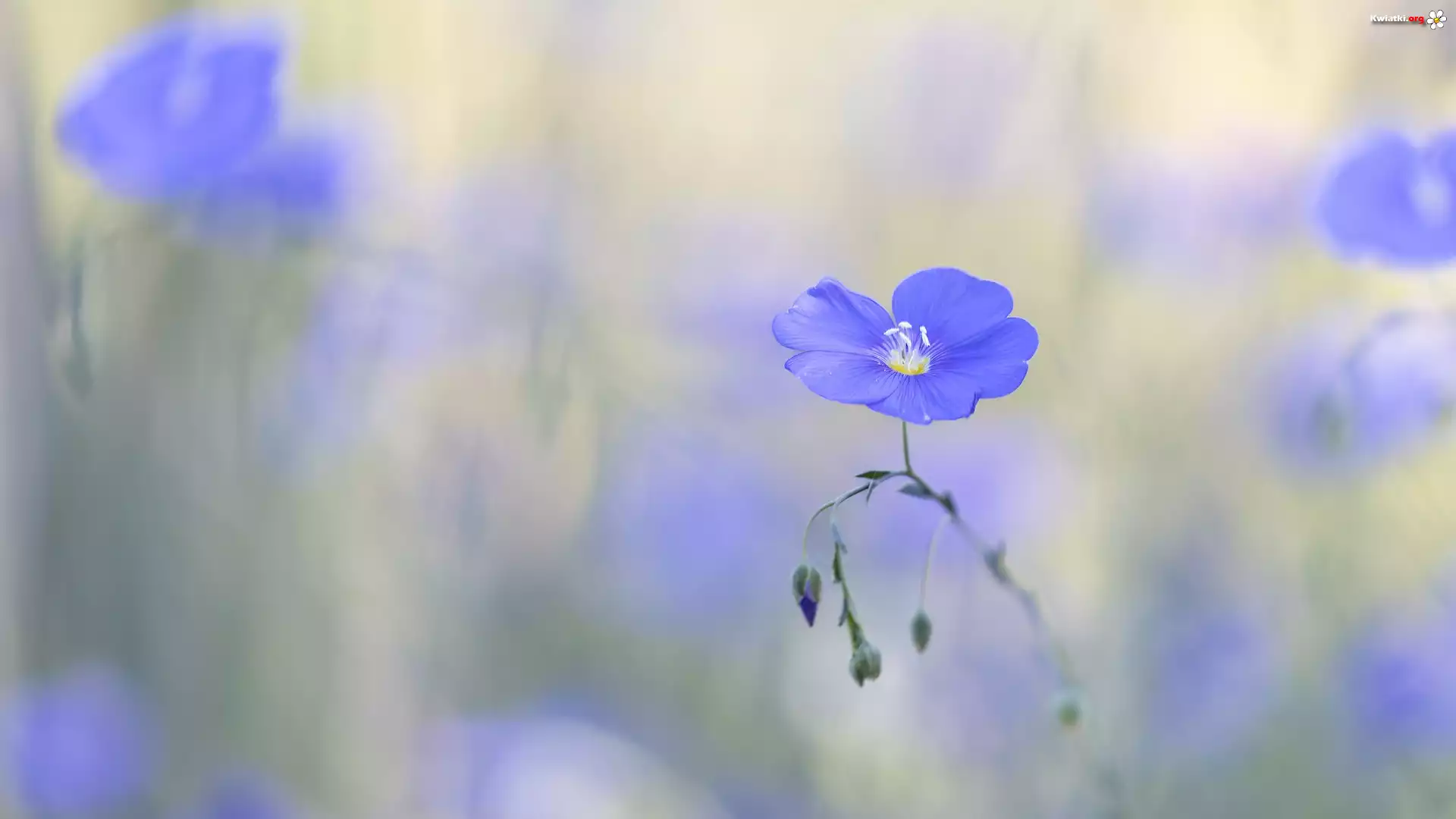 Kwiat, Niebieski, Len