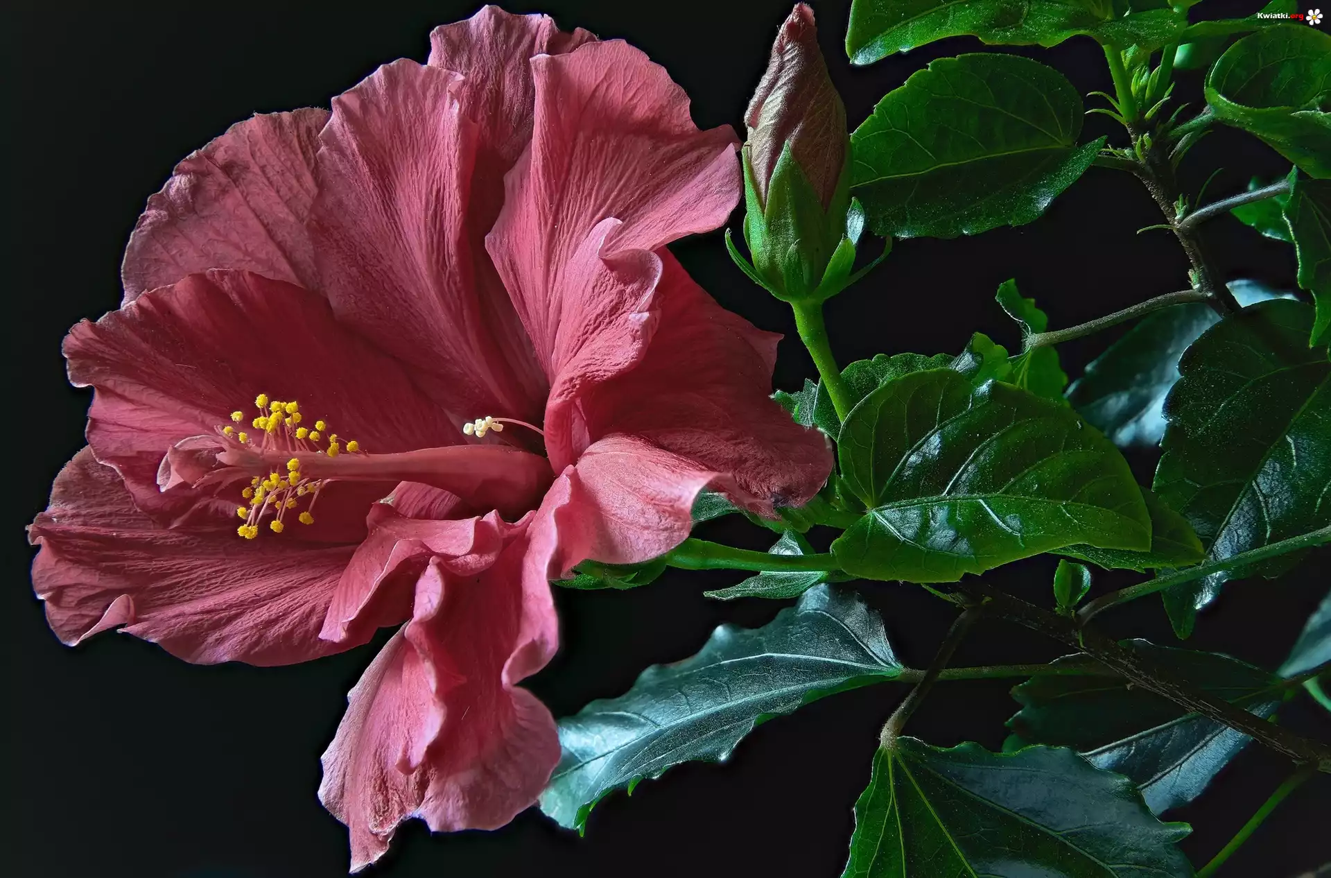 Kwiat, Hibiskus, Kielich, Pąk, Liście, Zbliżenie