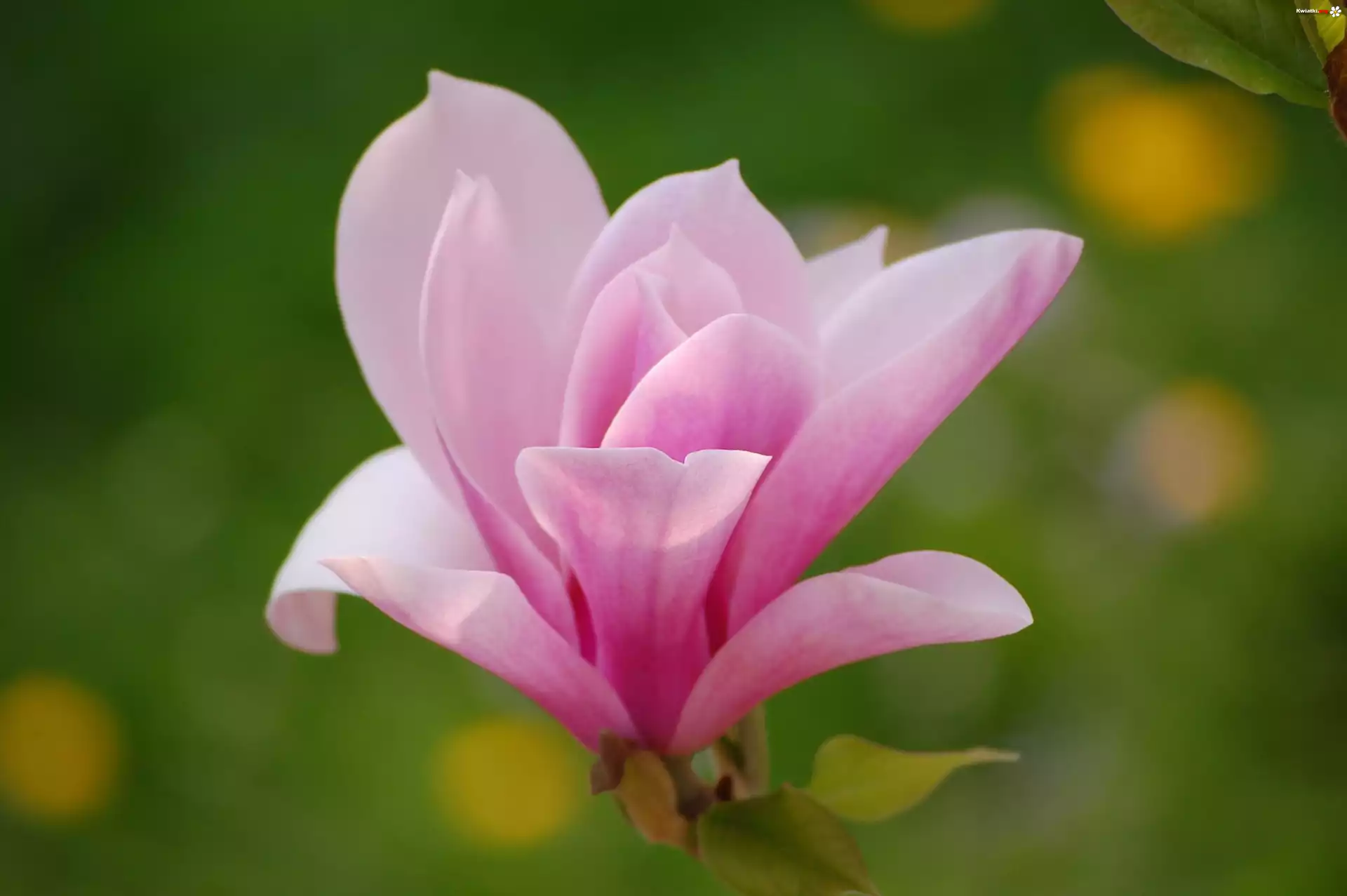 Kwiat, Magnolii