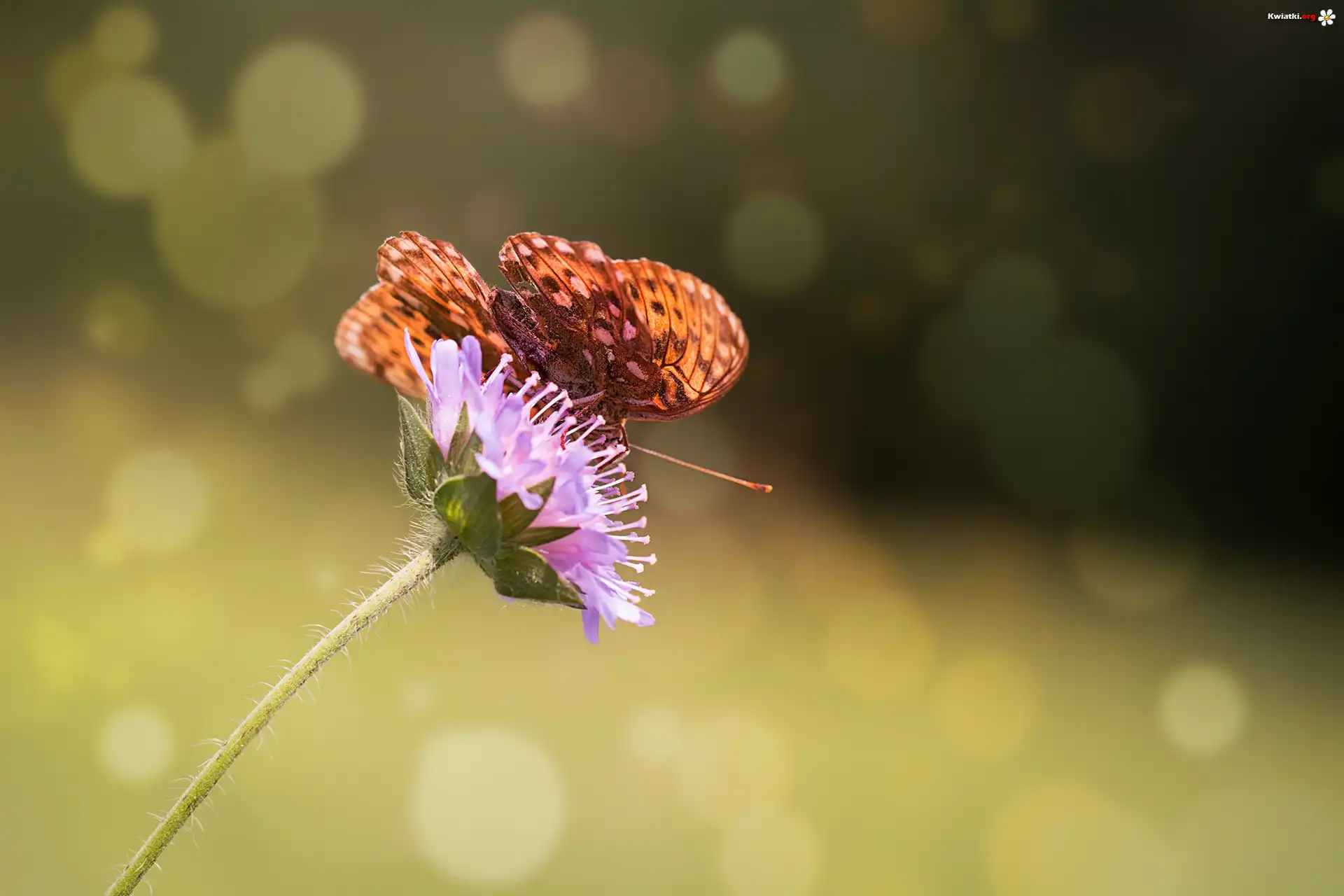 Motyle, Kwiat, Makro