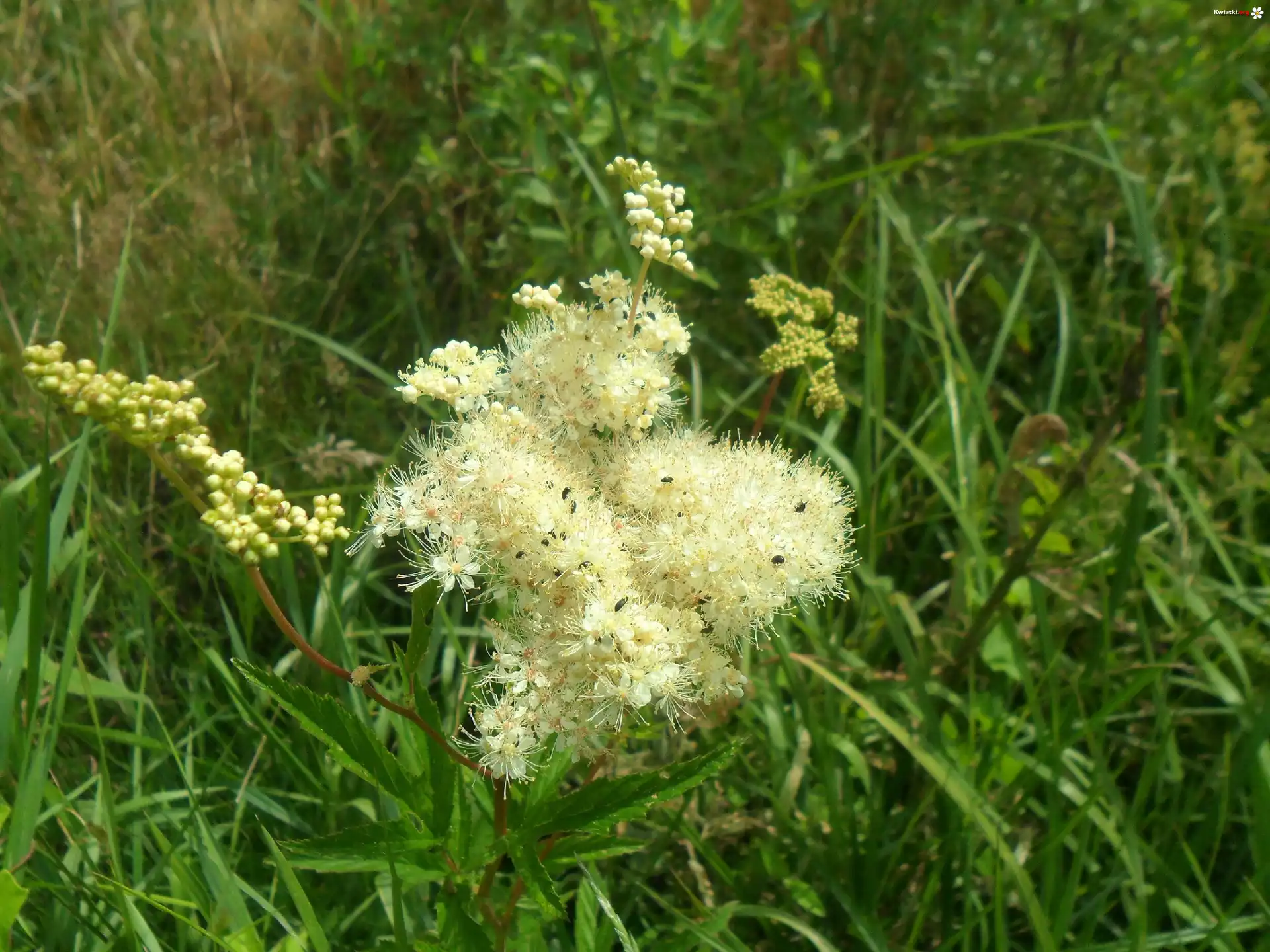 Łąka, Pachnący, Kwiat, Owady