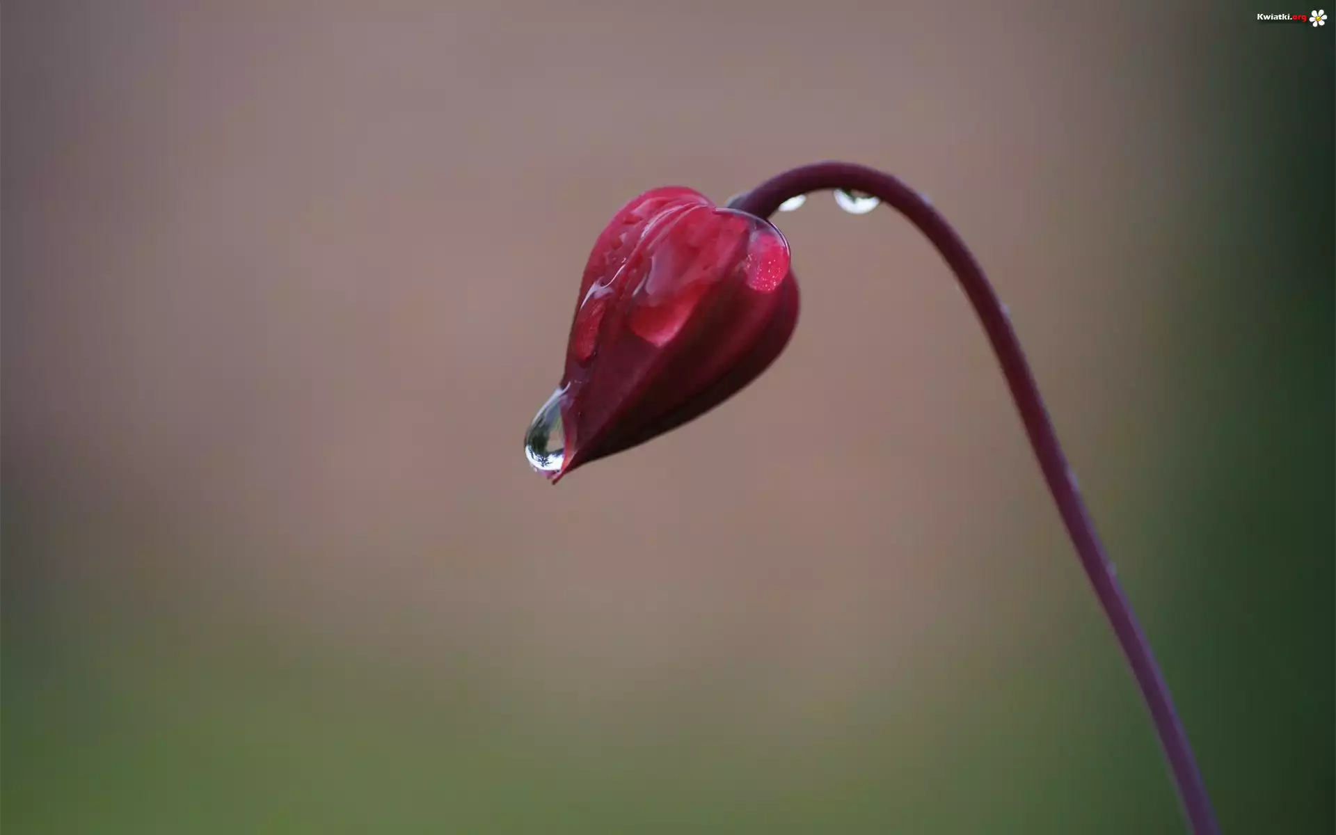 Kwiat, Pąk