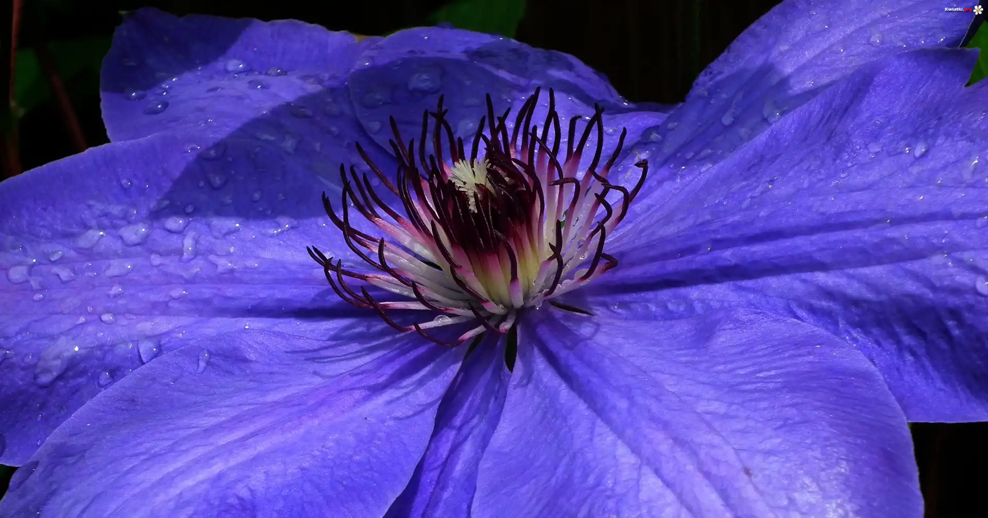 Przyroda, Kwiat, Clematis