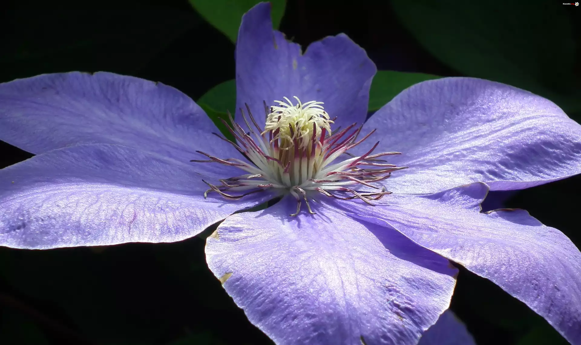 Przyroda, Kwiat, Clematis