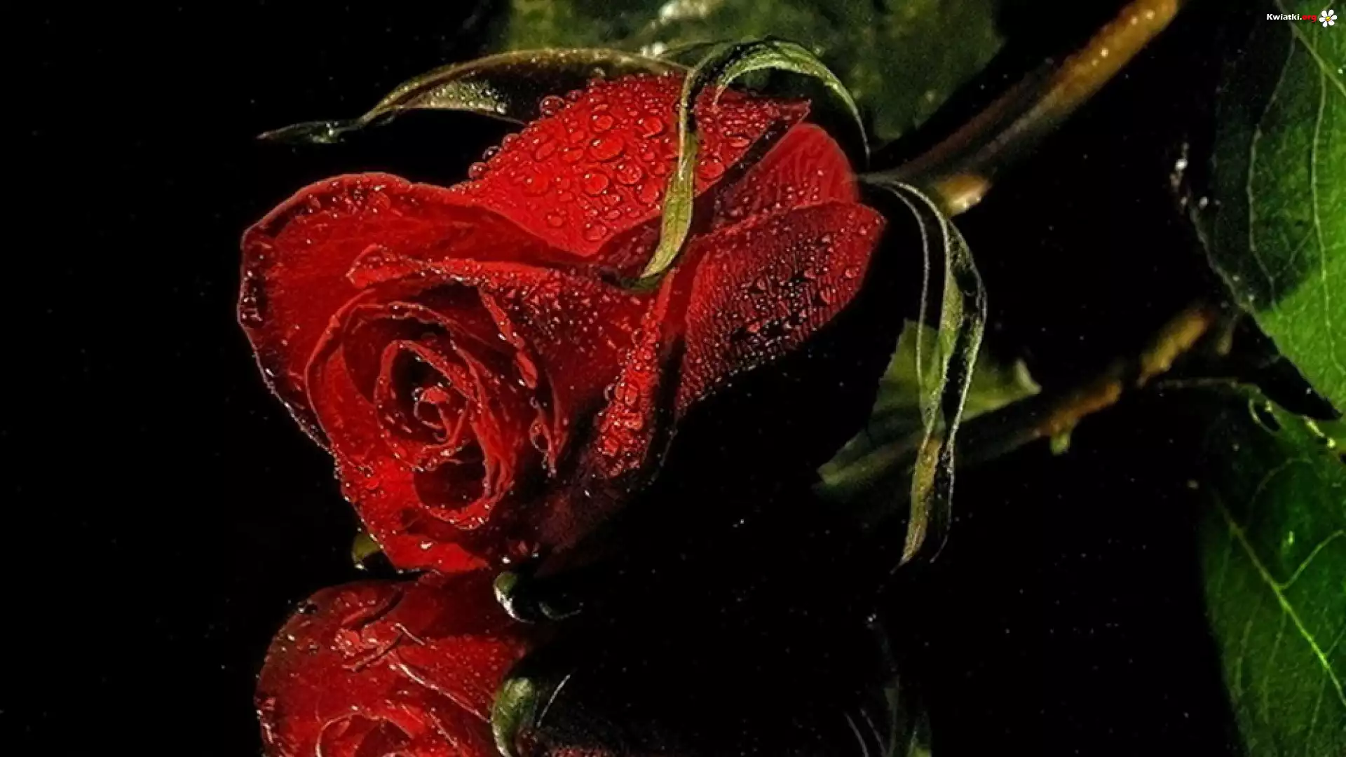 Kwiat, Czerwona, Róża, Rosa