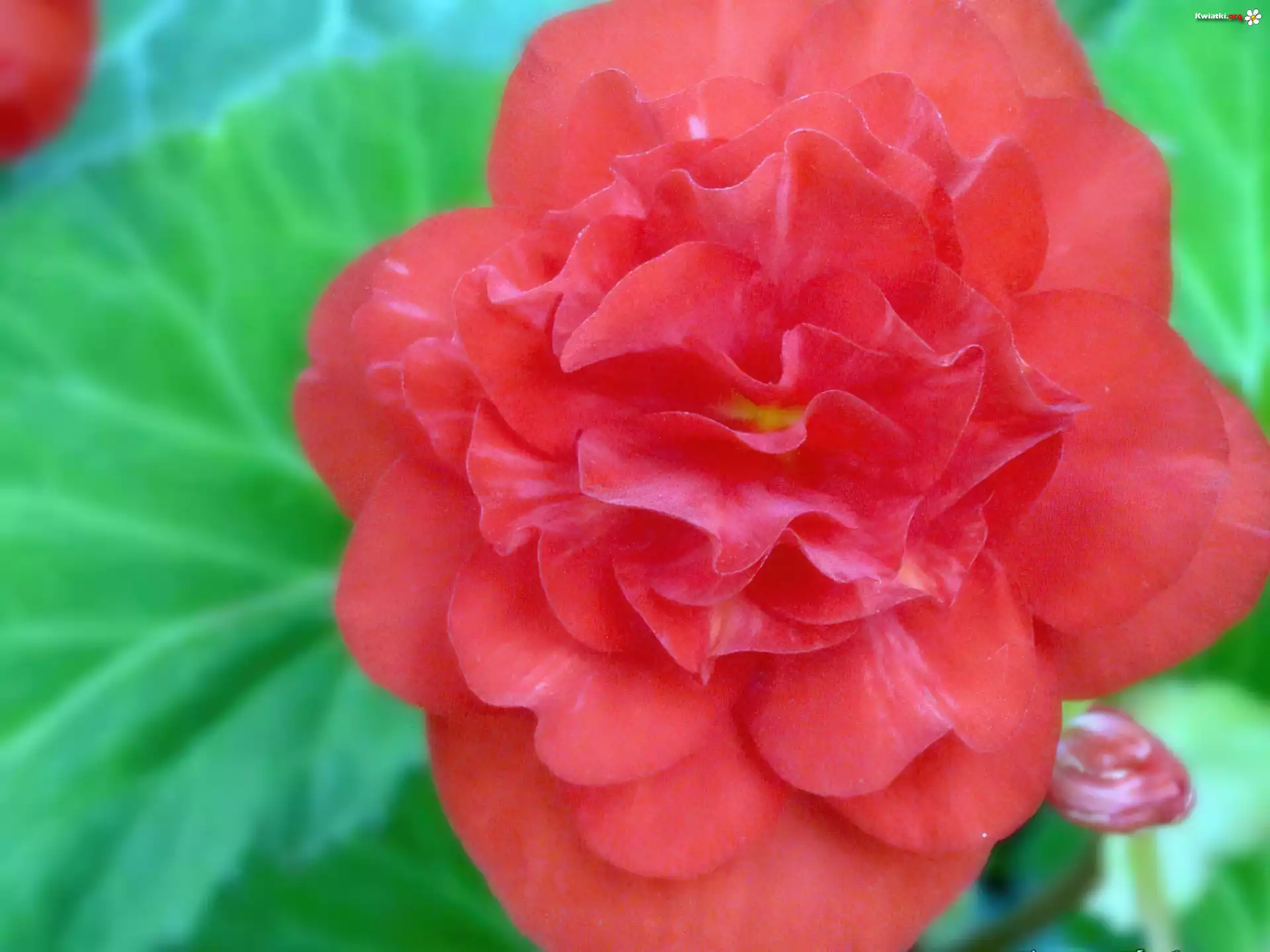 Kwiat, hibiskus, róża, chińska