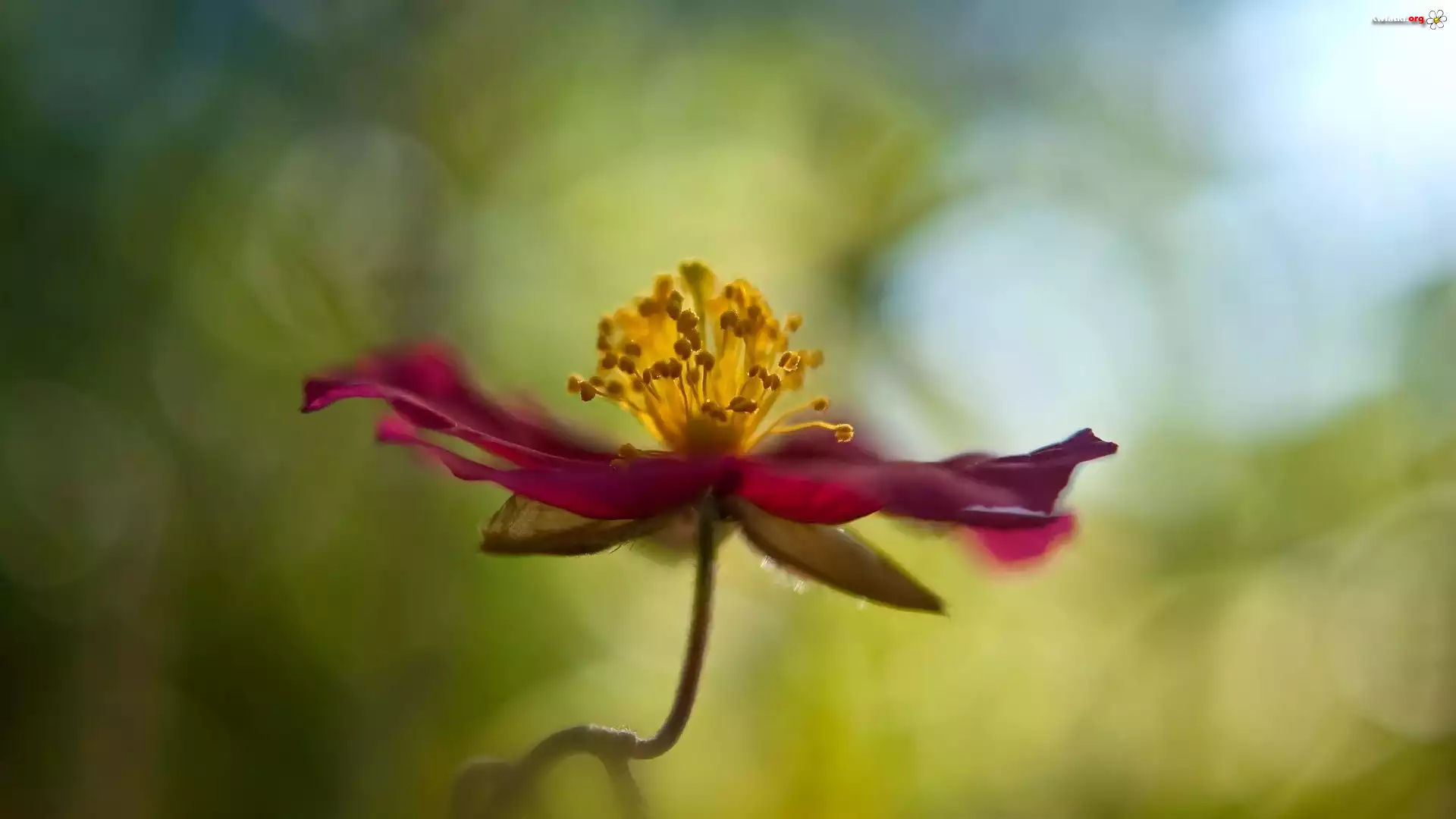 Kwiat, Clematis, Rozmyte tło