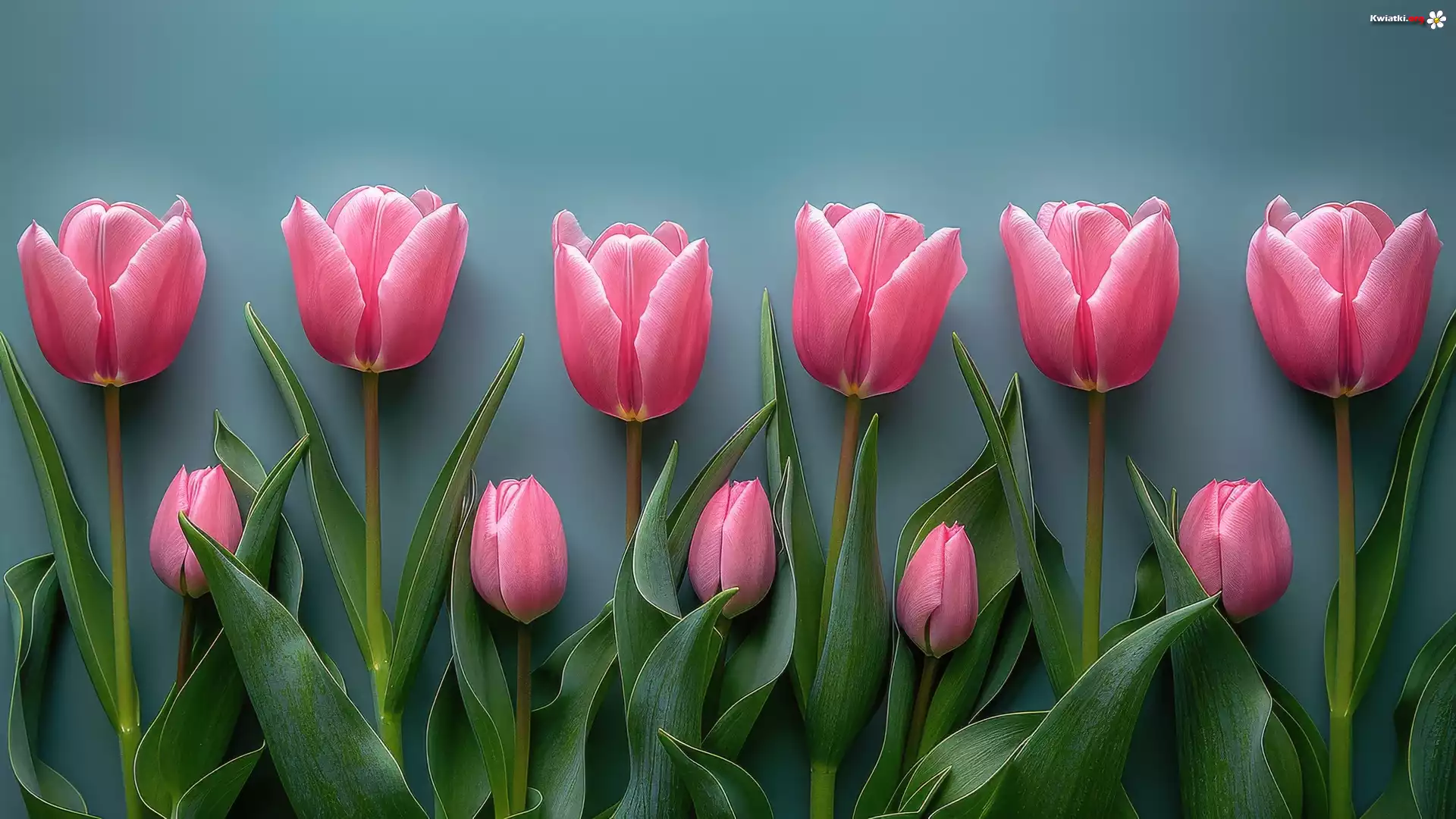 Kwiat, Tulipany, Różowe