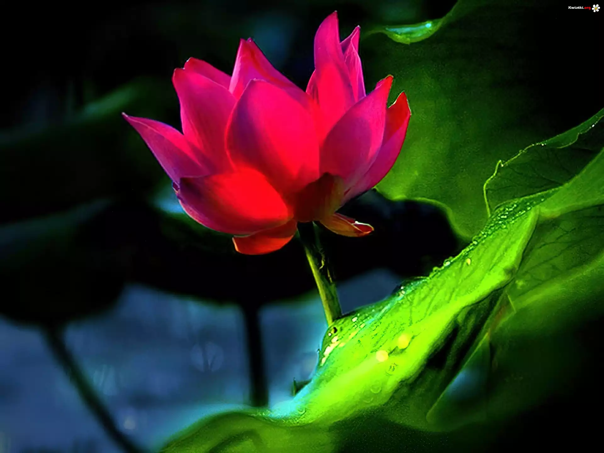 Różowy, Kwiat, Lotus